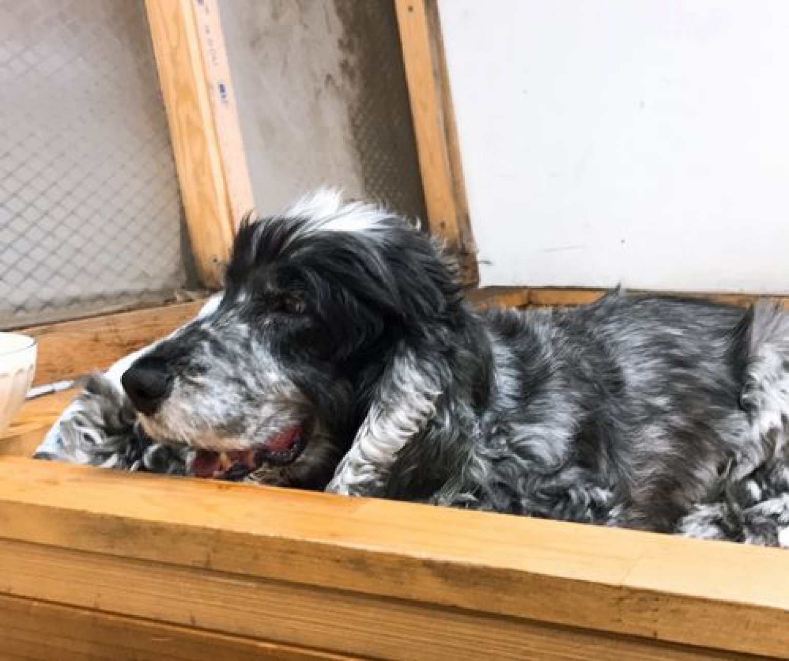 30分 ペット用酵素風呂の相談【Zoomで承ります】