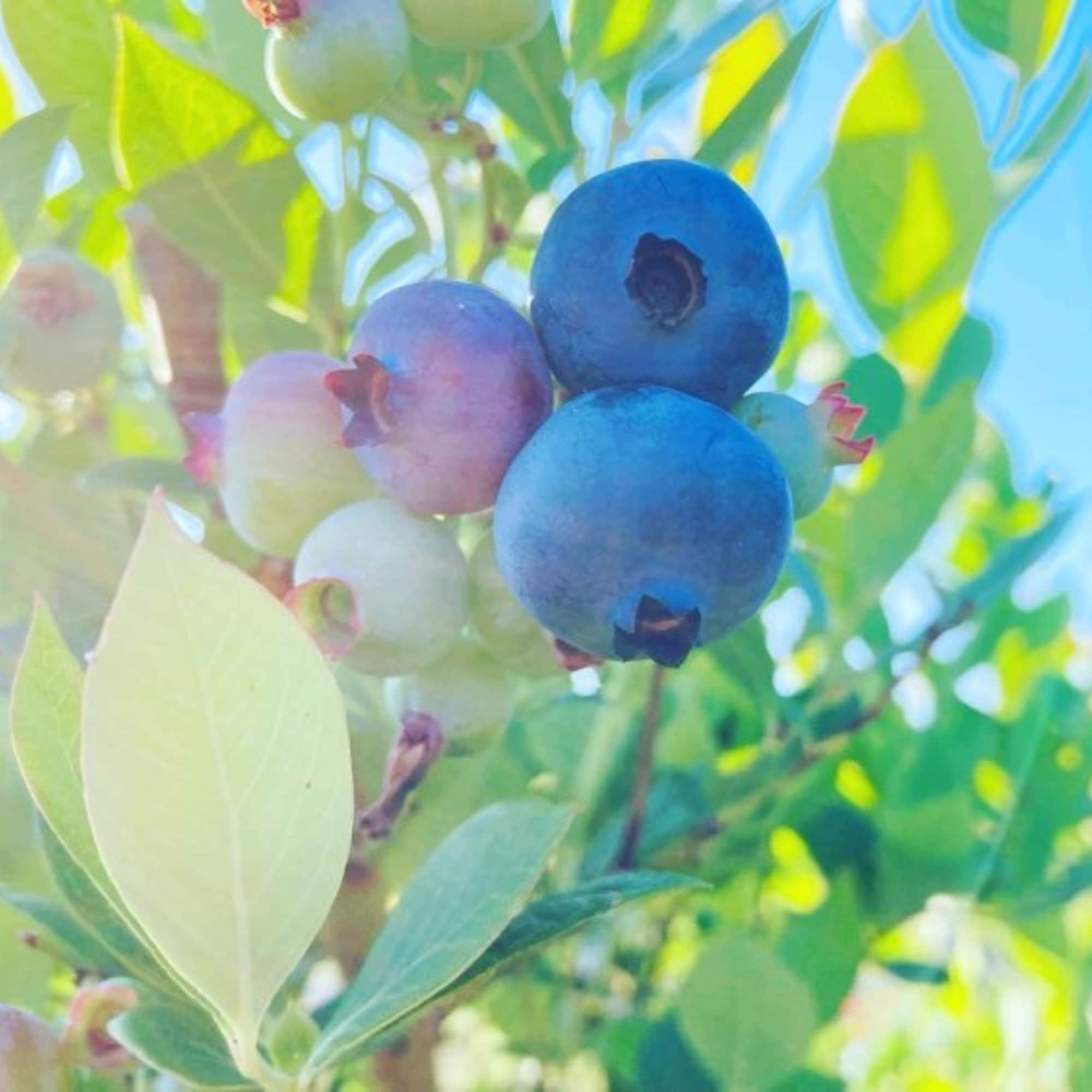 宮城県産ヒルズベリー |無農薬ブルーベリー 500g入り | 【一箱購入の