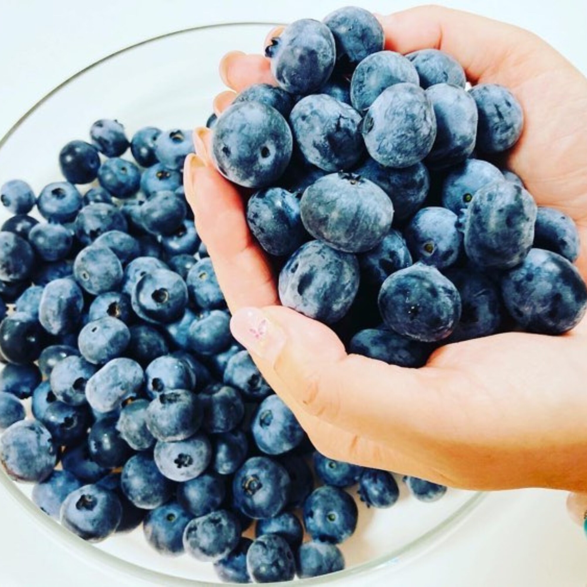 宮城県産ヒルズベリー |無農薬ブルーベリー 500g入り | 【一箱購入の