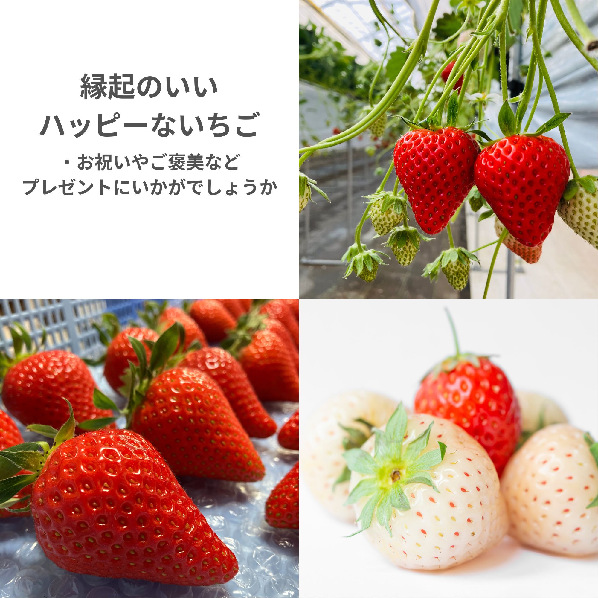 宮城県産ヒルズいちごの紅白で大人気！天使のいちご入り食べ比べセット🍓