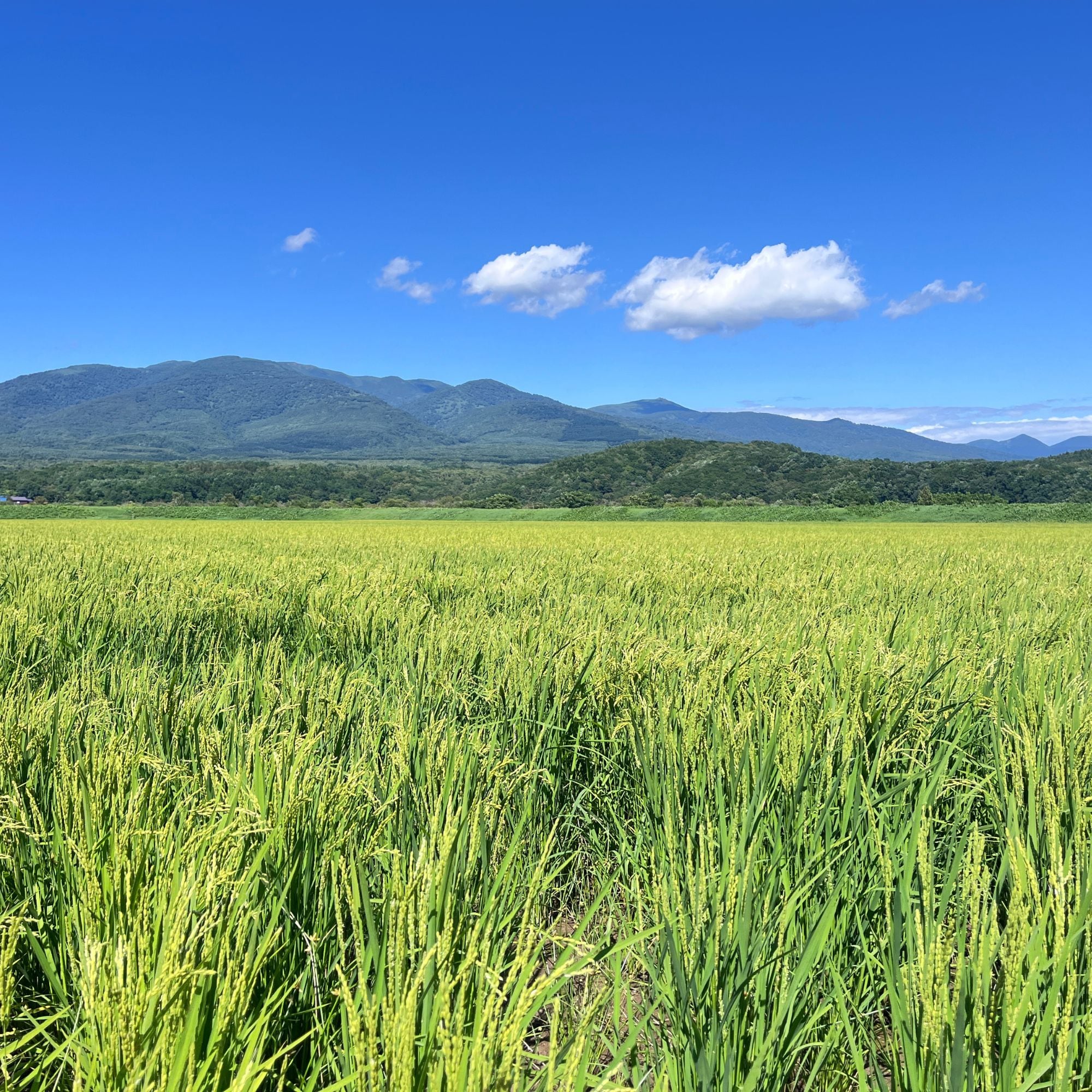 定期便あり】蘭越町 特栽 ゆめぴりか 玄米 3kg