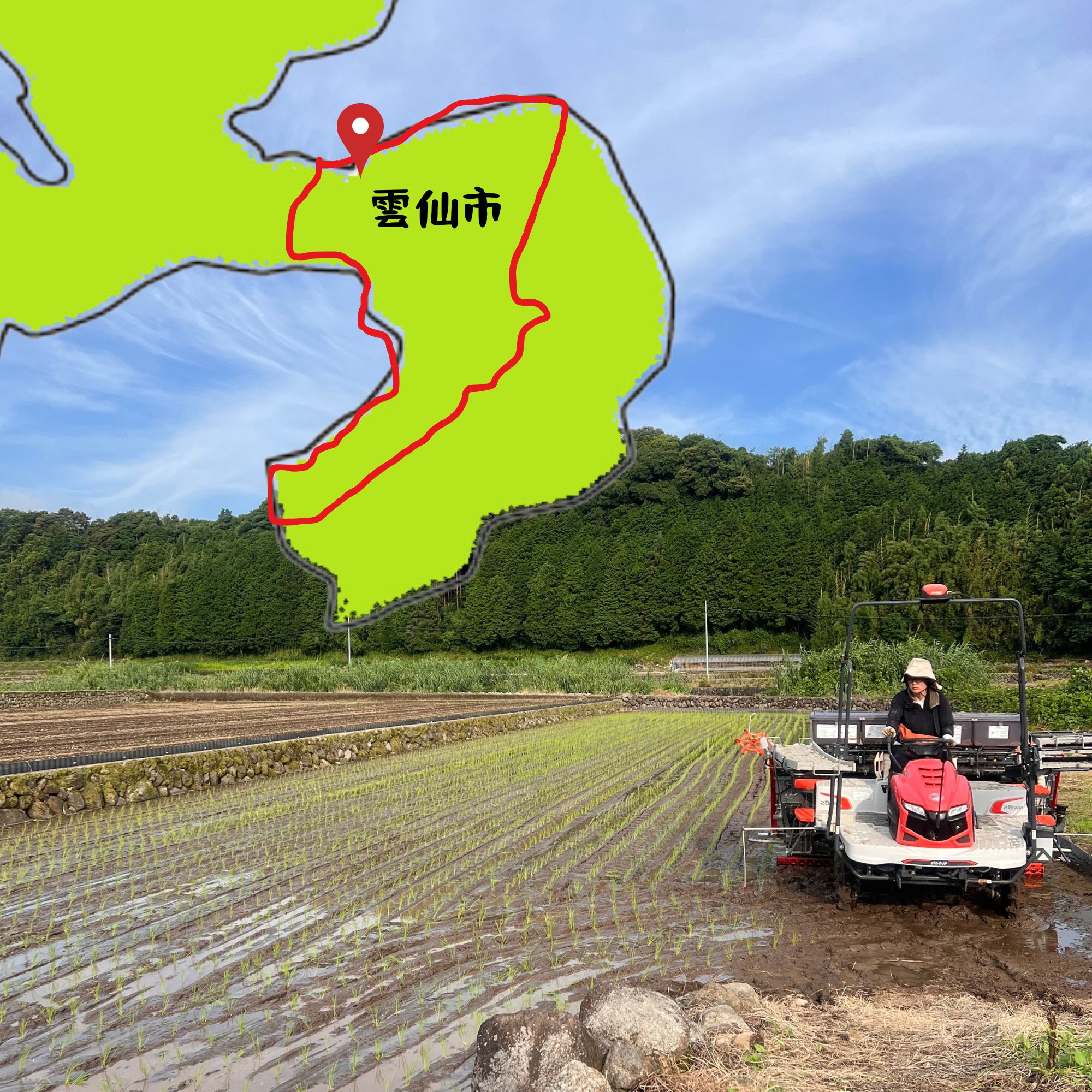 長崎県雲仙市産「ヒノヒカリ」