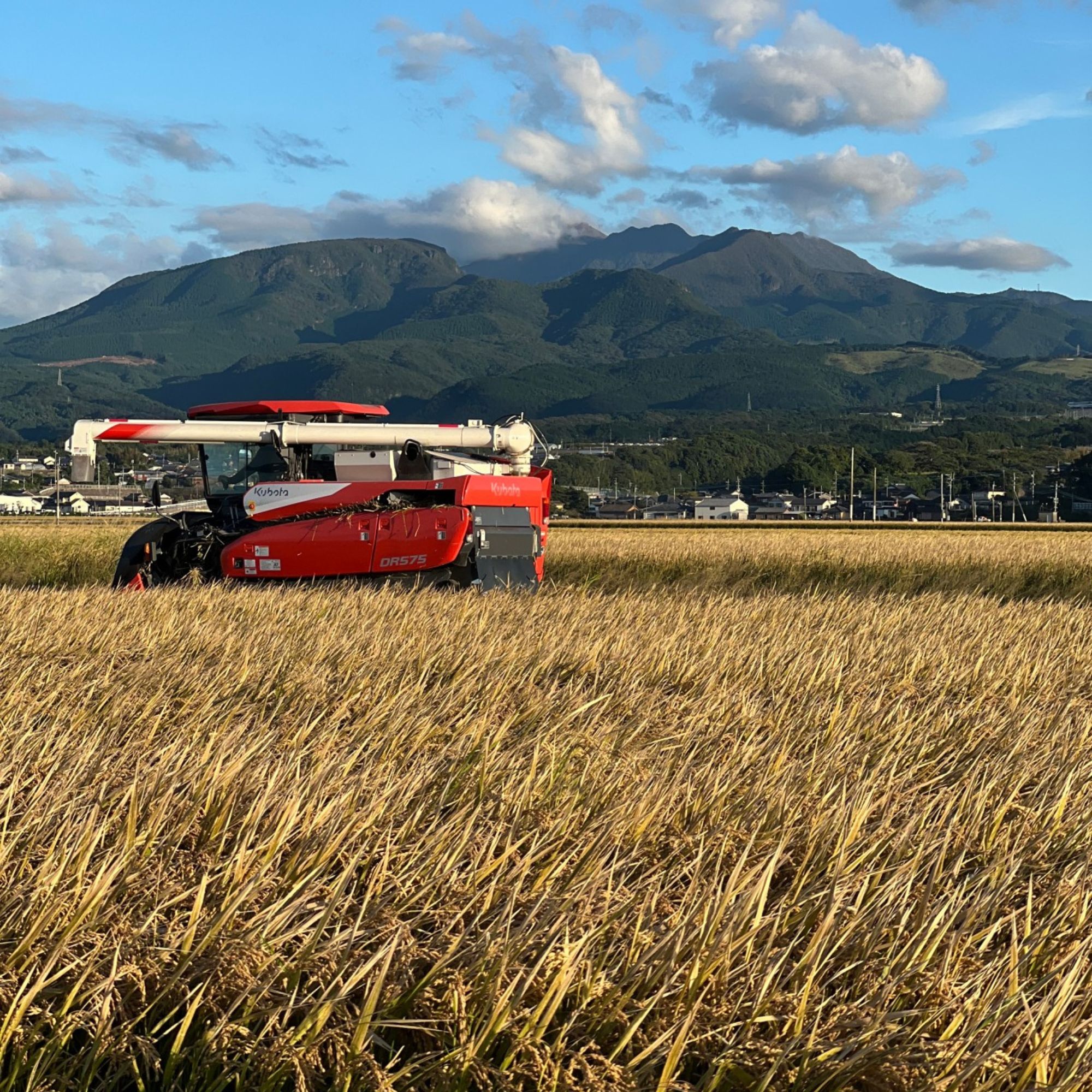 長崎県雲仙市産「ヒノヒカリ」