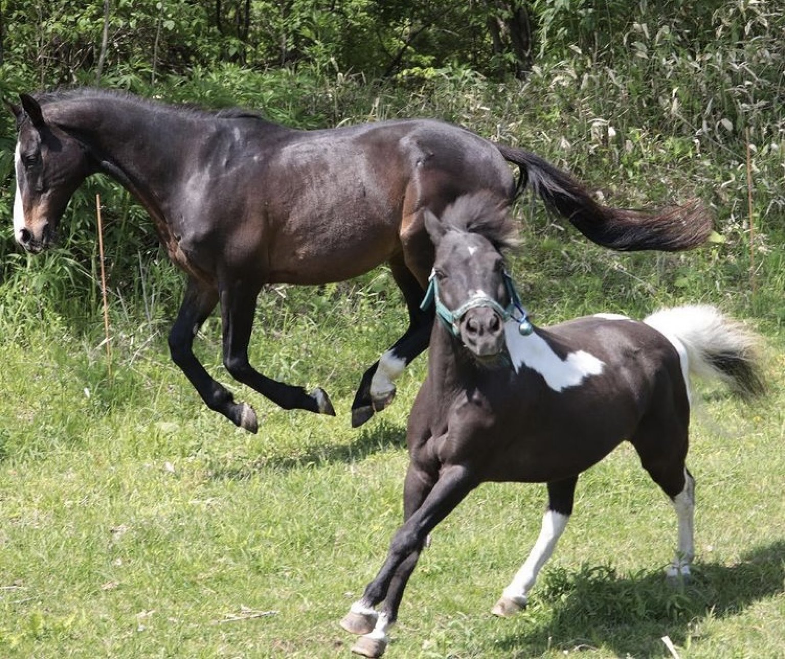【ノーザンリバイブ】応援チケット