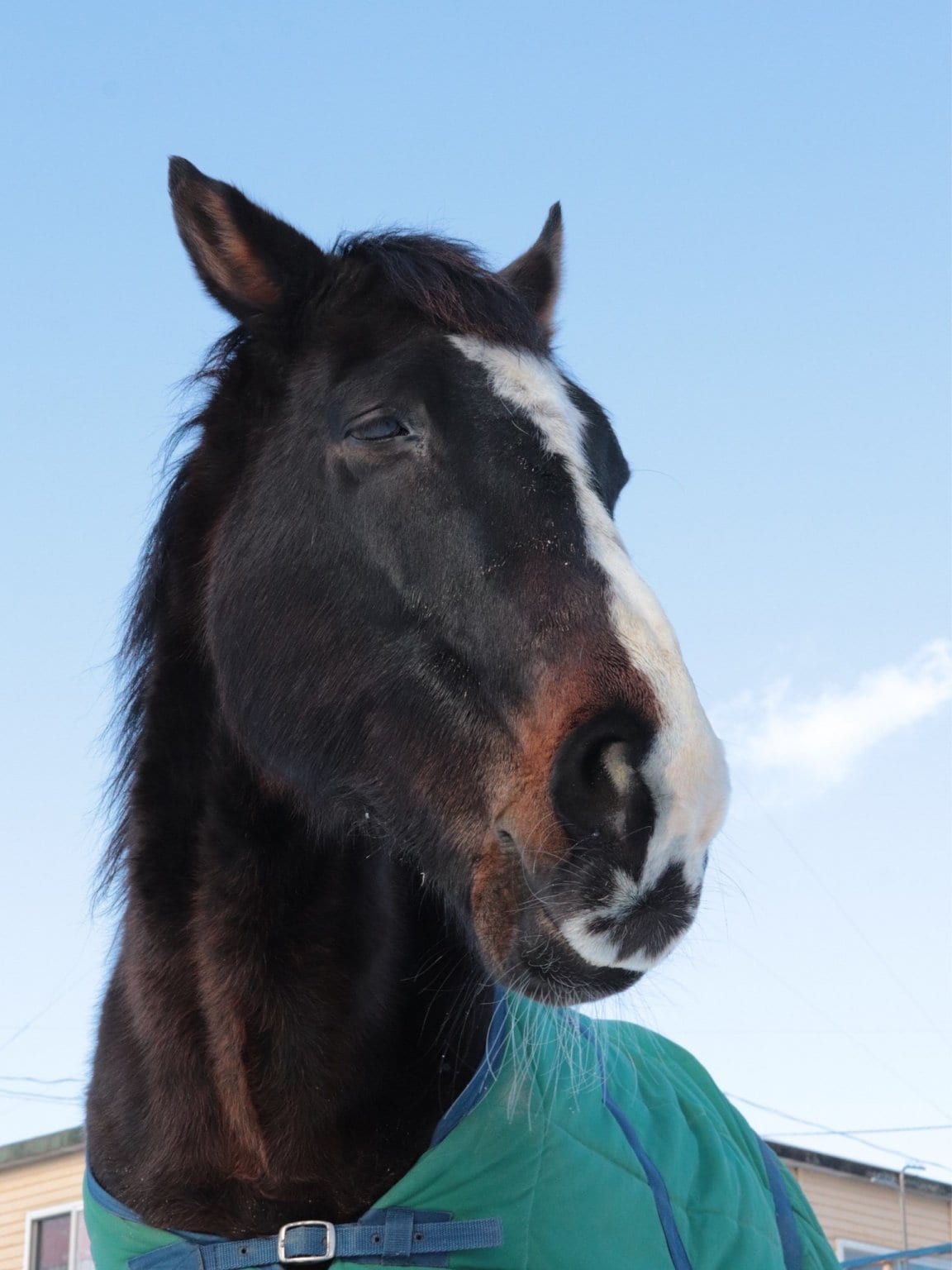 【ノーザンリバイブ】応援チケット