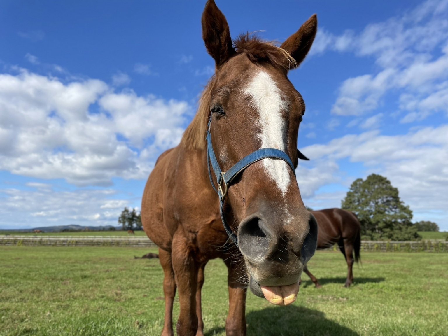 【ヴァイオレットラブ】応援チケット