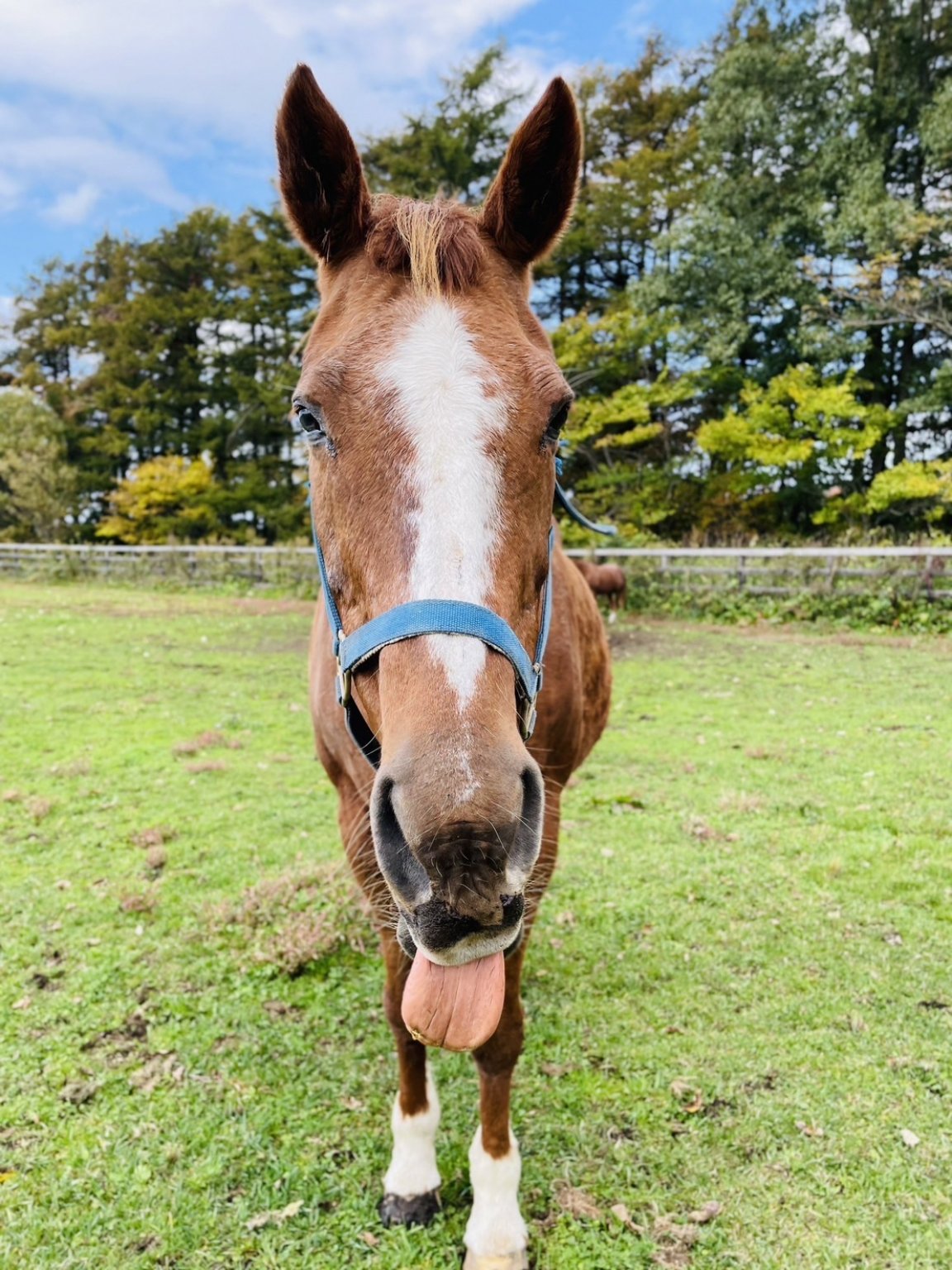 【ヴァイオレットラブ】応援チケット