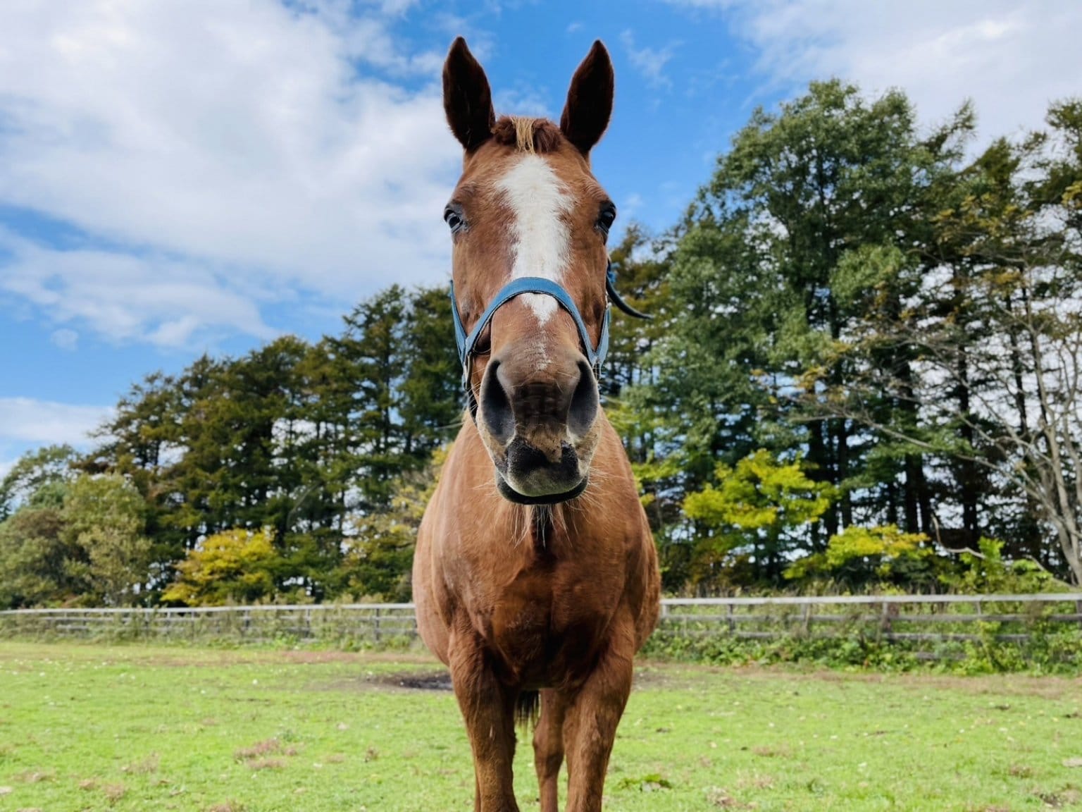 【ヴァイオレットラブ】応援チケット