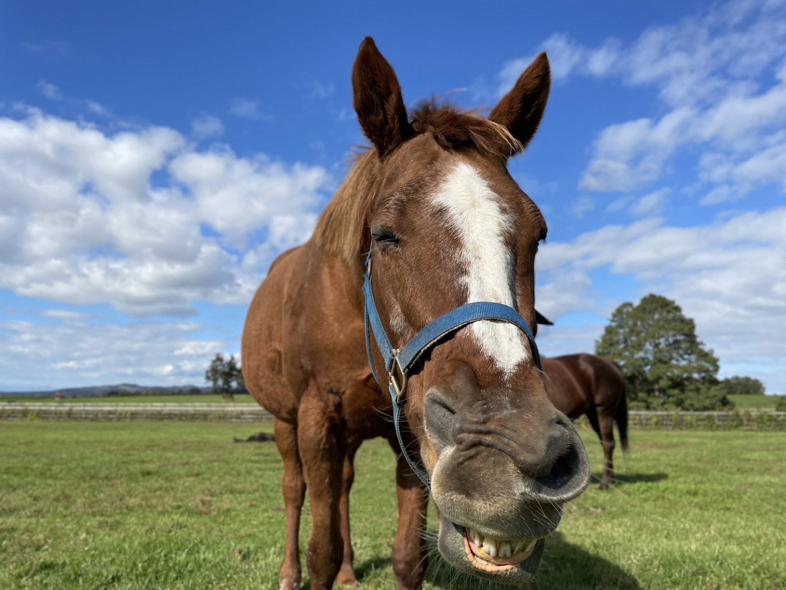 【ヴァイオレットラブ】応援チケット