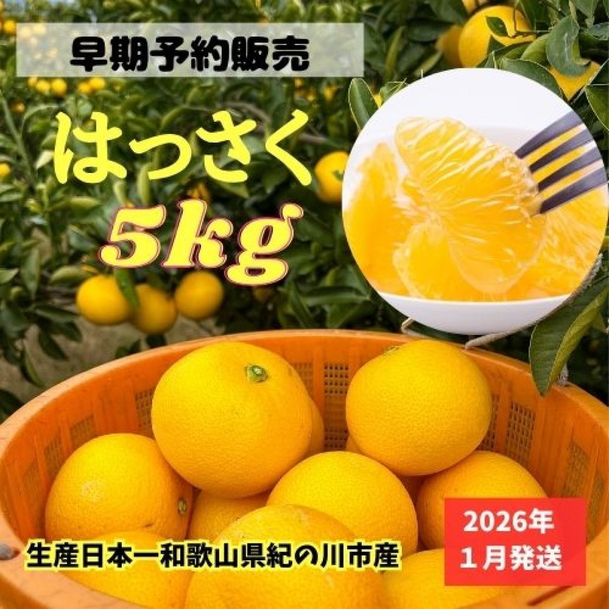 【早期予約】和歌山県紀の川市産八朔（はっさく）５kg（12〜16個サイズミックス）送料込み(一部地域除く)ご希望の方に皮むきムッキーちゃん1個進呈/2026年1月から順次発送