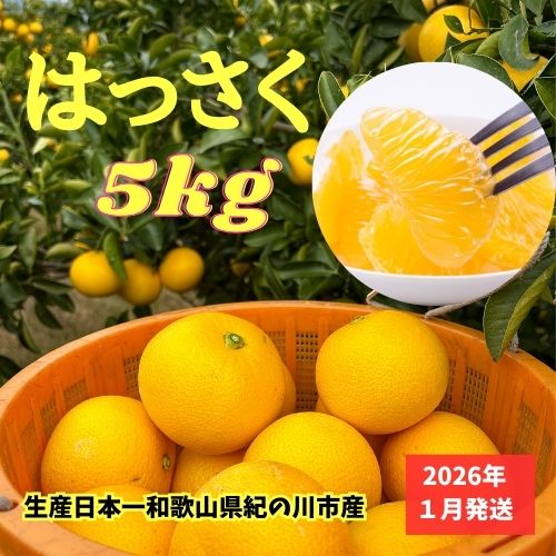 残りわずか】和歌山県紀の川市産八朔（はっさく）5kg（12〜16個サイズ