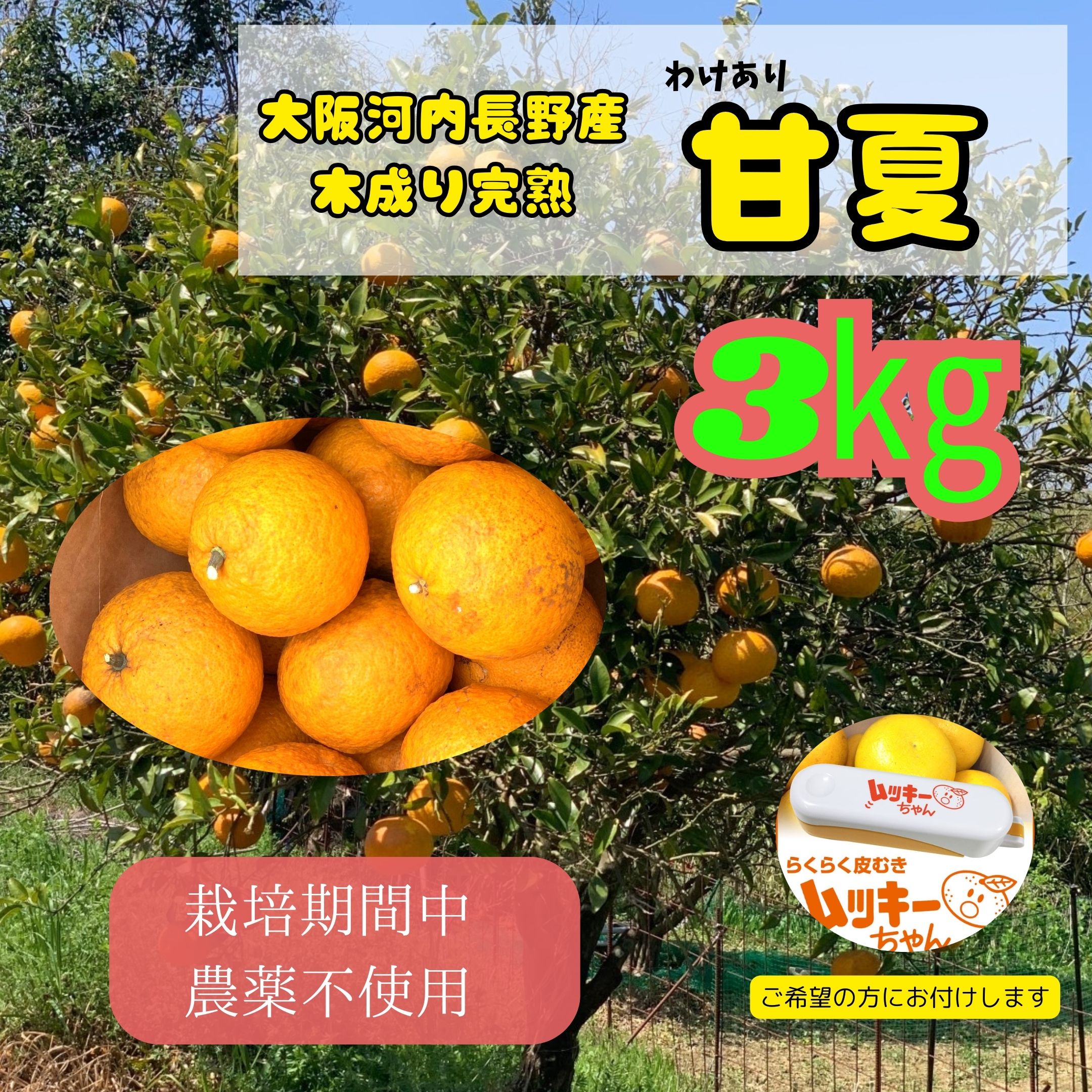数量限定 送料込み】大阪府河内長野市産、甘夏(あまなつ)ご家庭用約3kg
