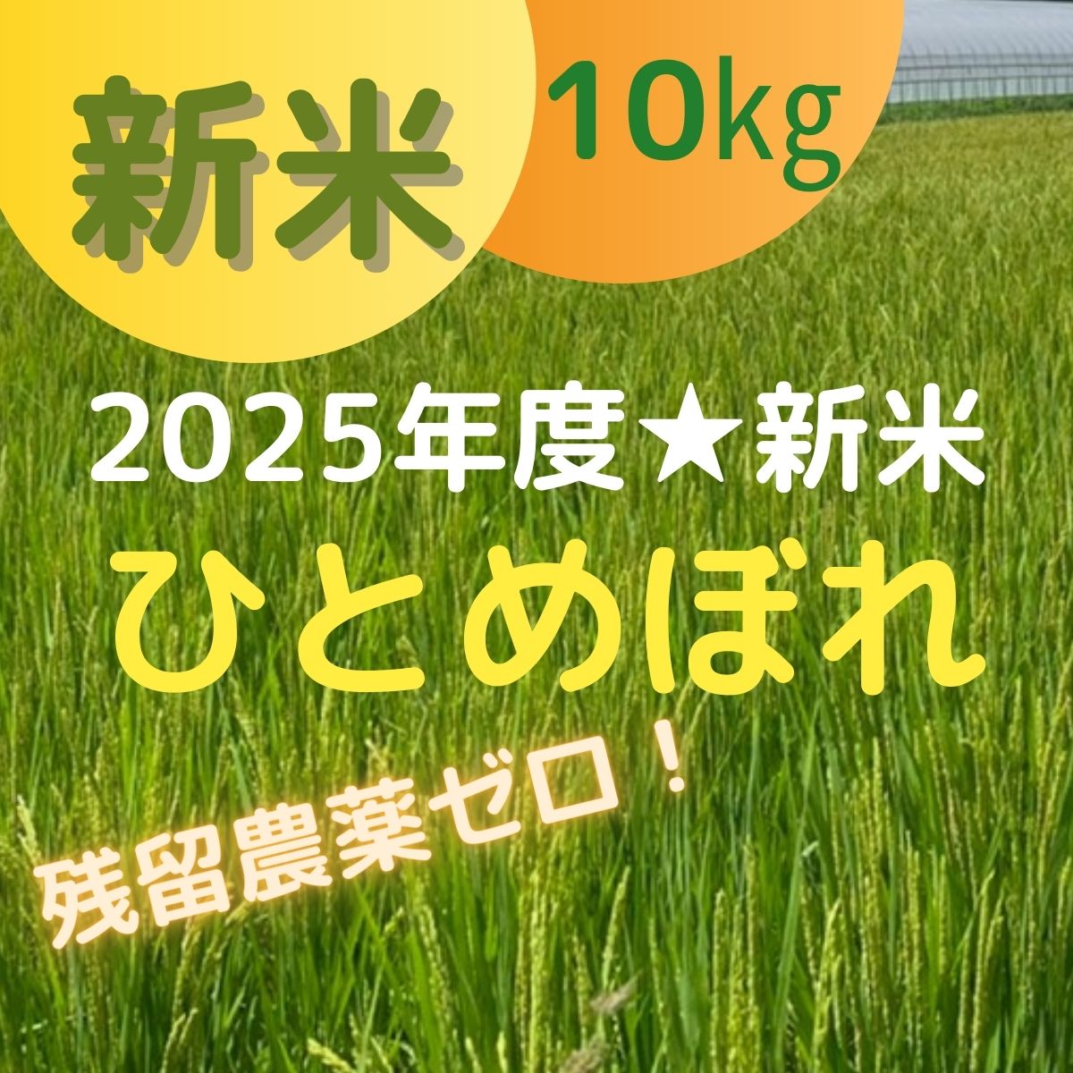 R７年度産　新米　環境保全米　減農薬　 1等米ささ結び３０キロ　残り５袋 令和7年産 新米 ひとめぼれ】300年続く米農家がつくるこだわりの《十六