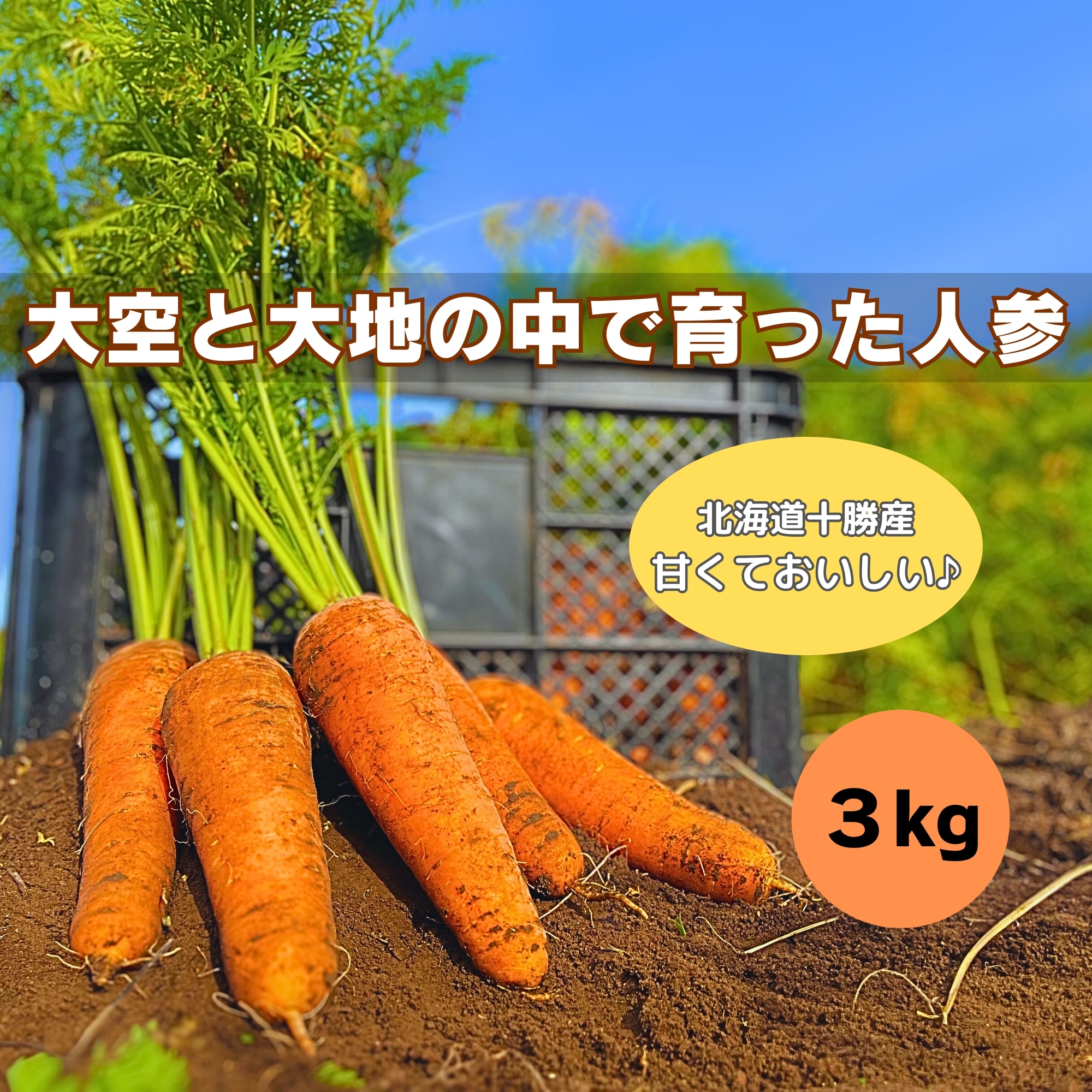 北海道十勝産】大空と大地の中で育った人参(土つき) 3kg【高ポイント