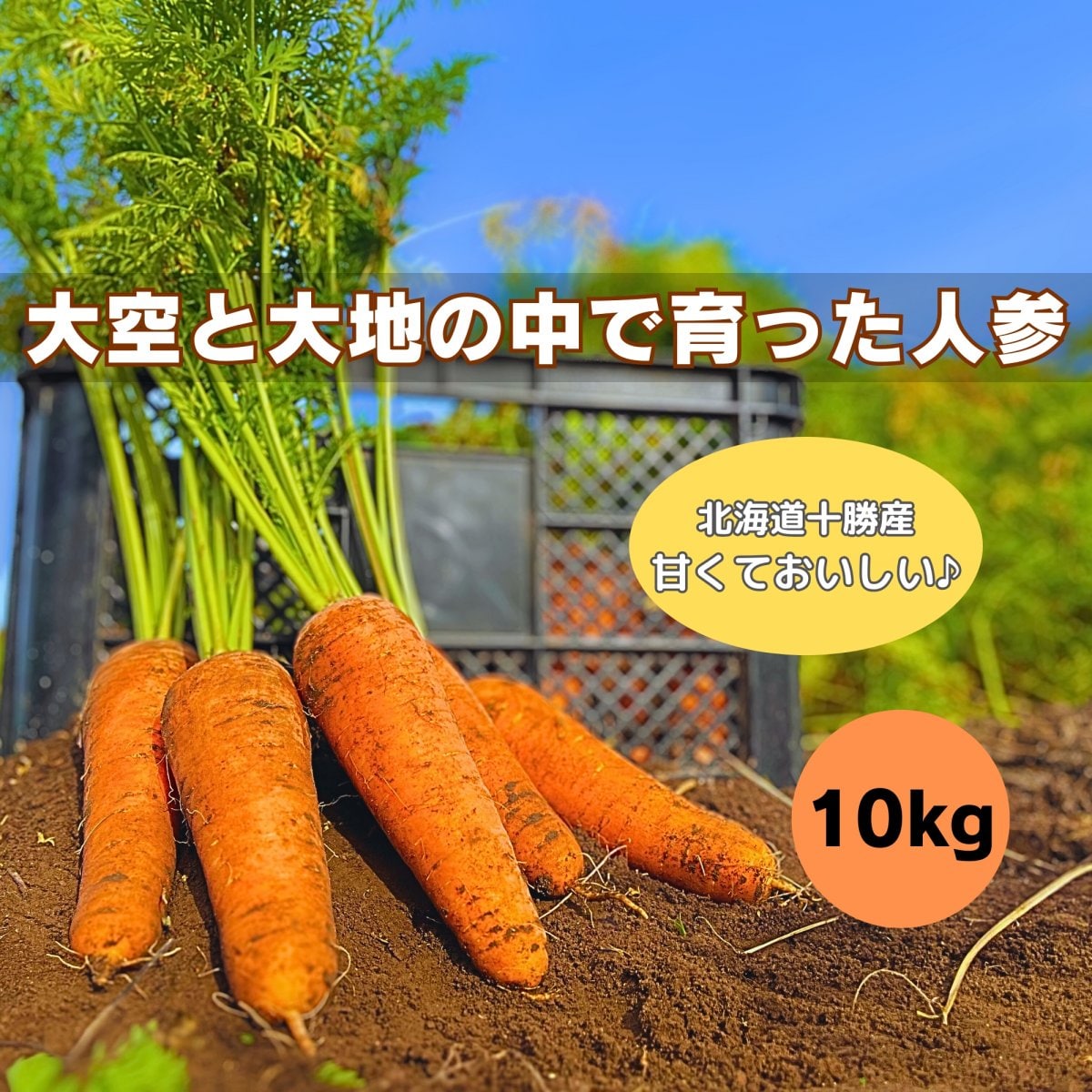 【北海道十勝産】大空と大地の中で育った人参(土つき) 10kg【高ポイント】