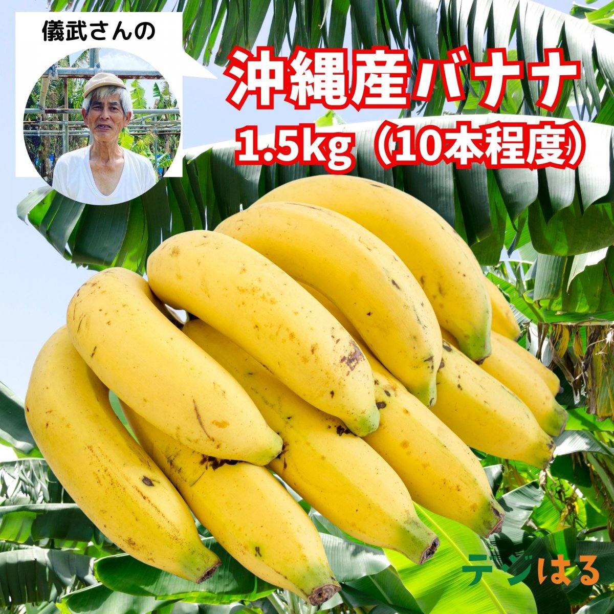 【沖縄県産】バナナいろいろ1.5kg/10本程度