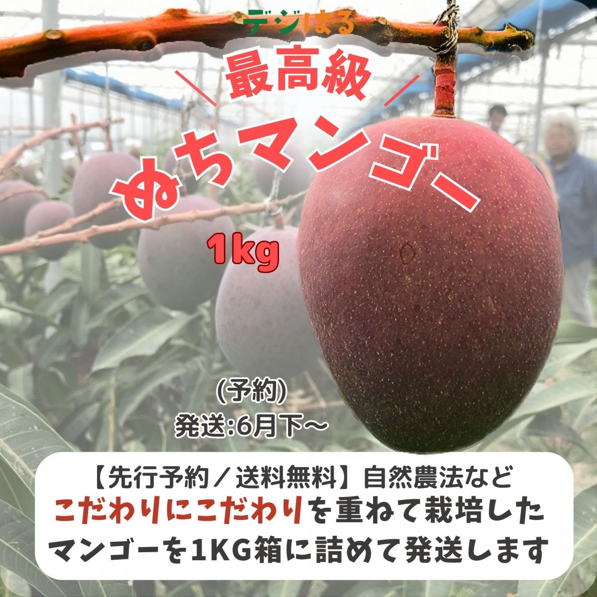 【先行予約】【送料無料】1kgぬちマンゴー：ギフト箱(6月下〜発送)｜沖縄県産