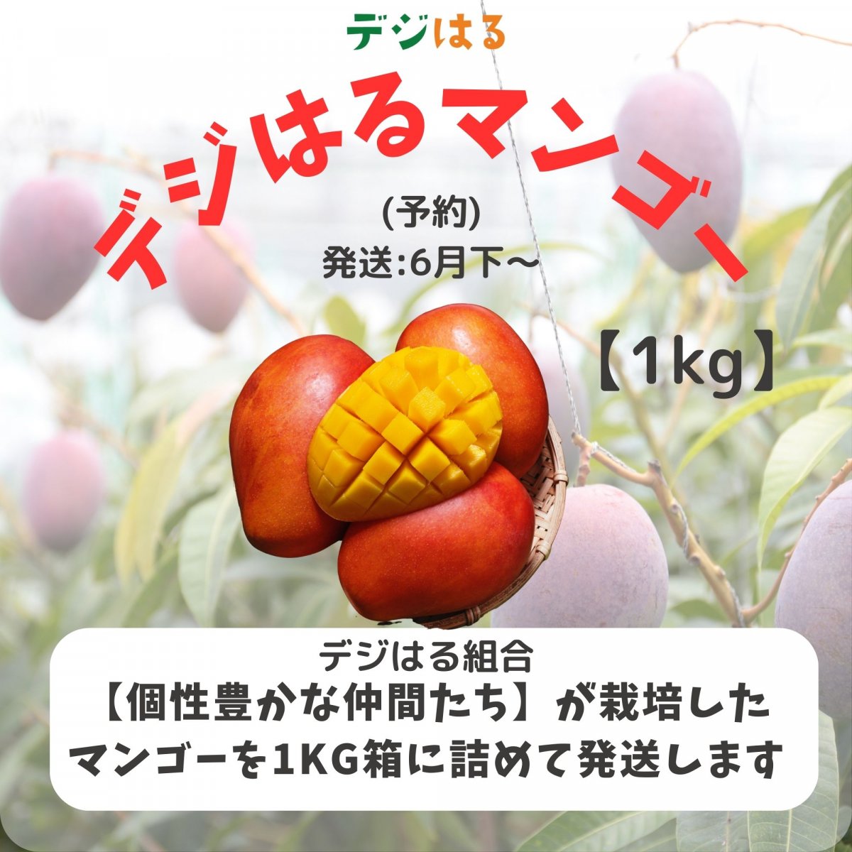 【先行予約】1kgデジはるマンゴー:ギフト箱(6月下〜発送)【送料無料】|デジはる組合|沖縄県産