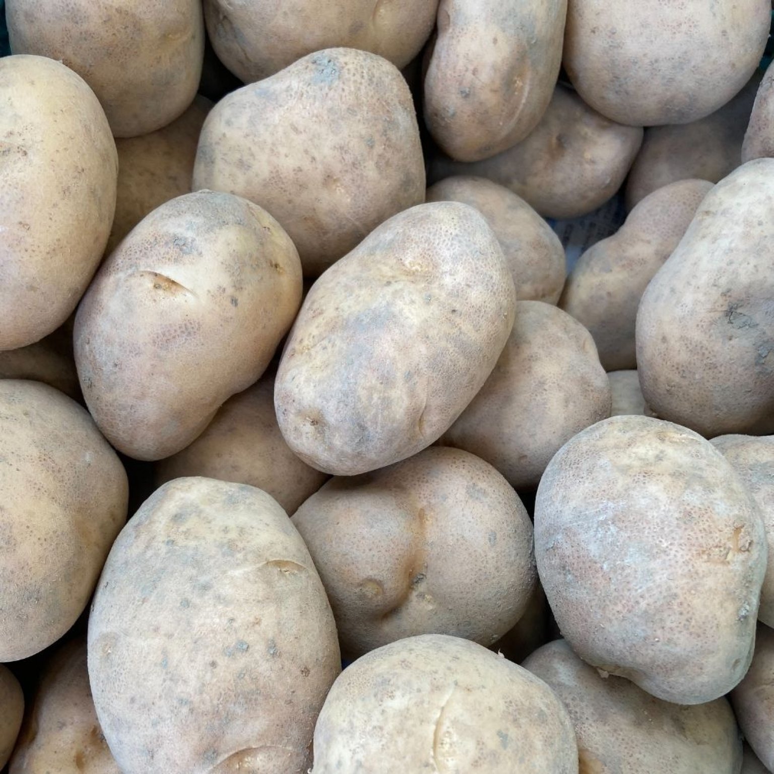 【1/20土10:00開催】収穫体験＆出張シェフイベント（小学生以下チケット）