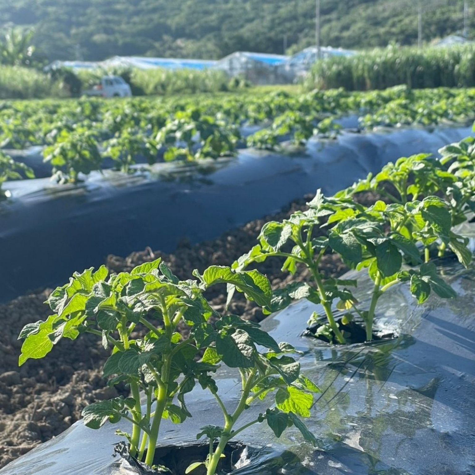 【1/20土10:00開催】収穫体験＆出張シェフイベント（小学生以下チケット）