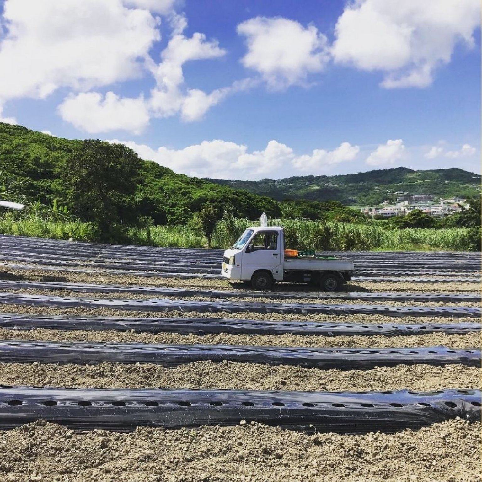 【1/20土10:00開催】収穫体験＆出張シェフイベント（小学生以下チケット）
