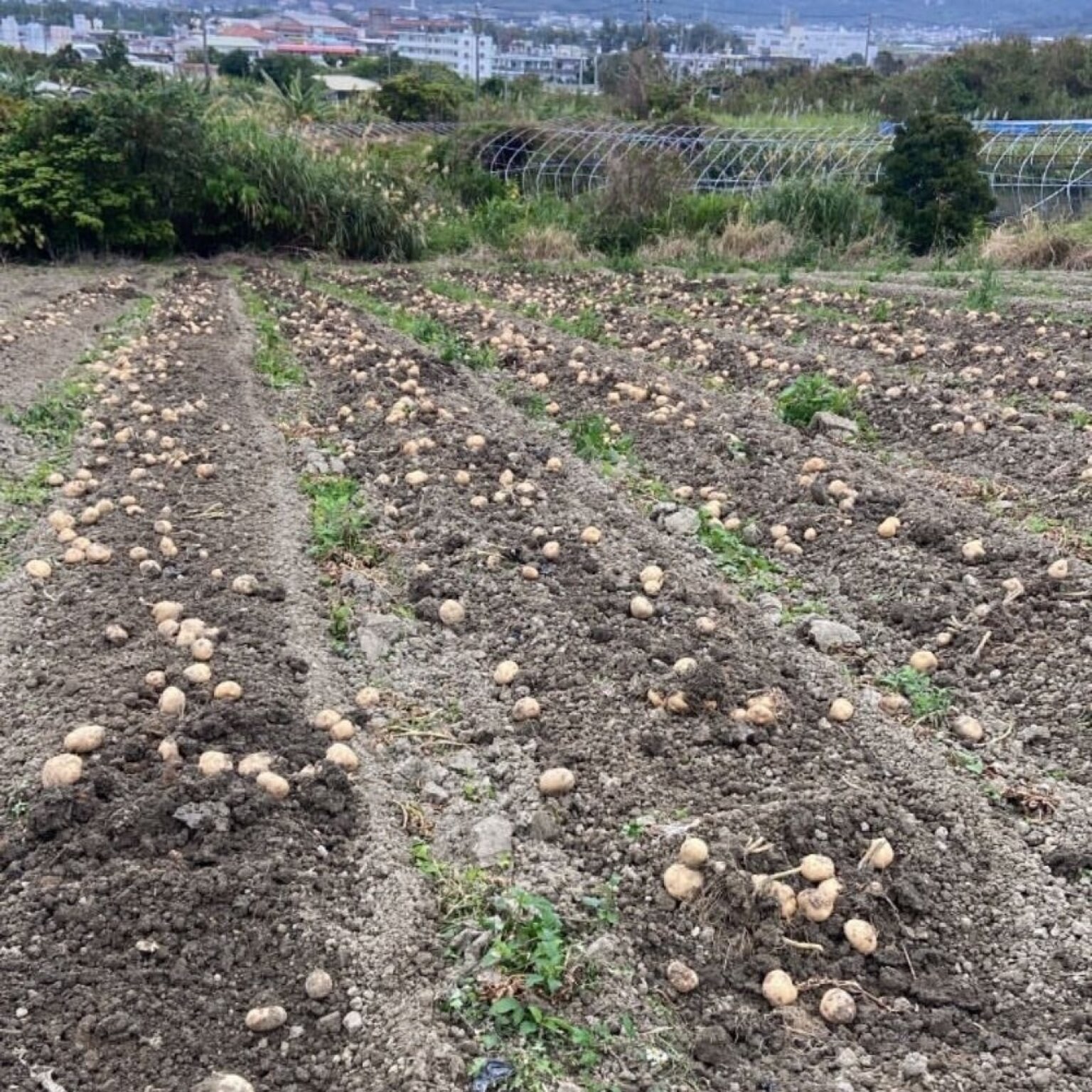 【1/20土10:00開催】収穫体験＆出張シェフイベント（小学生以下チケット）