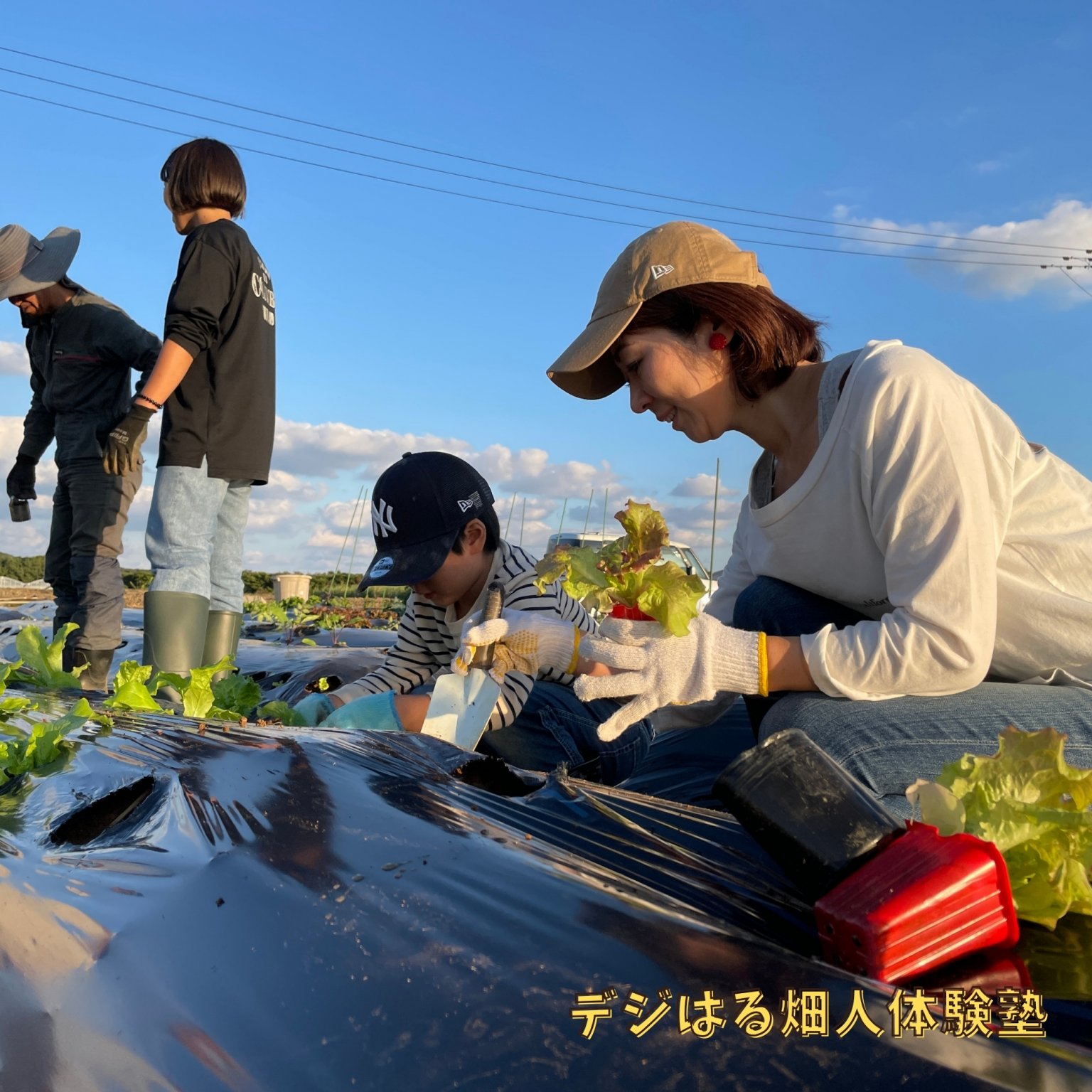 【法人様】複数区画プラン5区画｜デジはる畑人体験塾