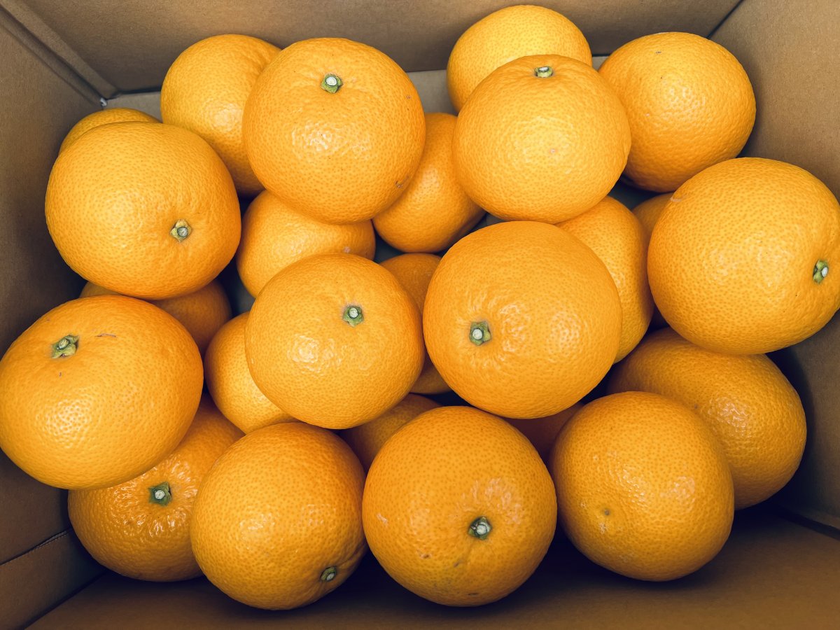 【送料込み｜広島県産｜はっさく９kg｜産地直送】