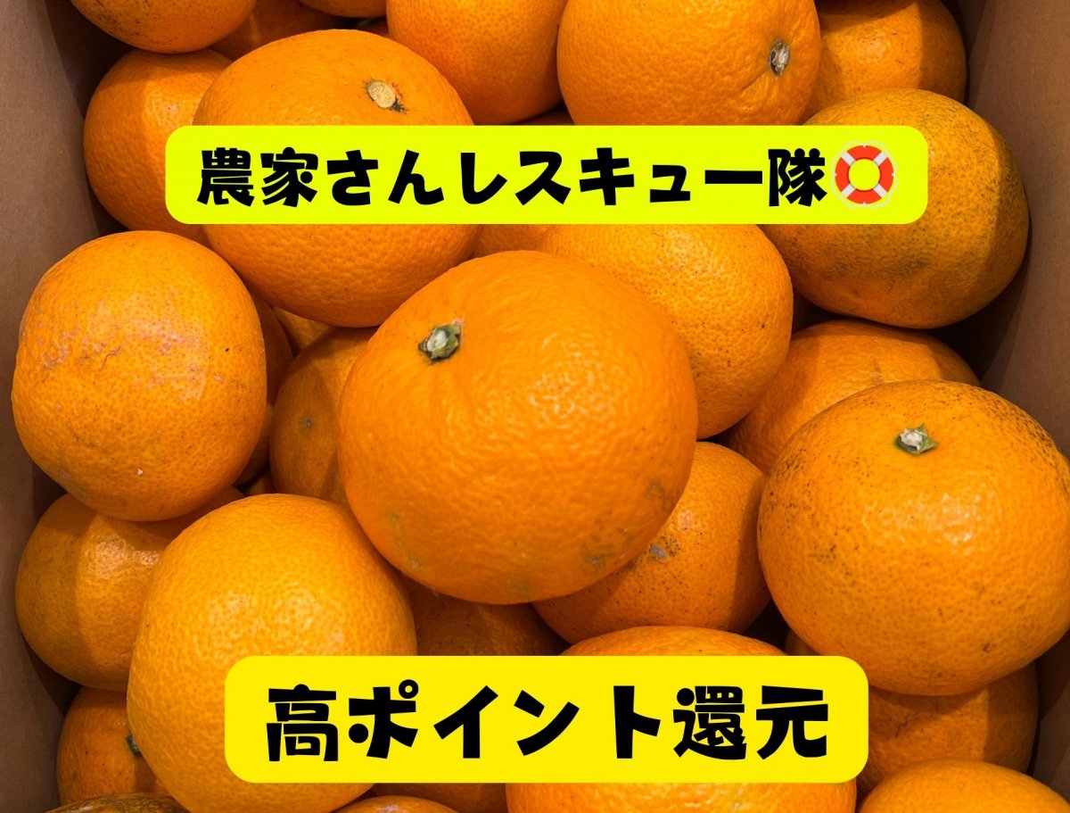 【送料込み|広島県産|紅はっさく15kg|産地直送|訳あり】