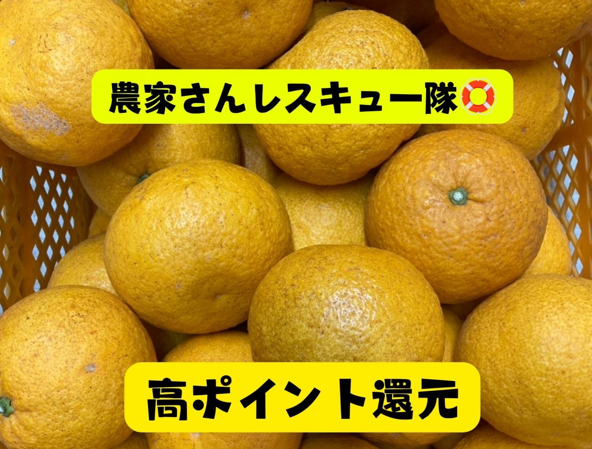 【送料込み｜高ポイント還元｜広島県産｜甘夏13kg｜訳あり】