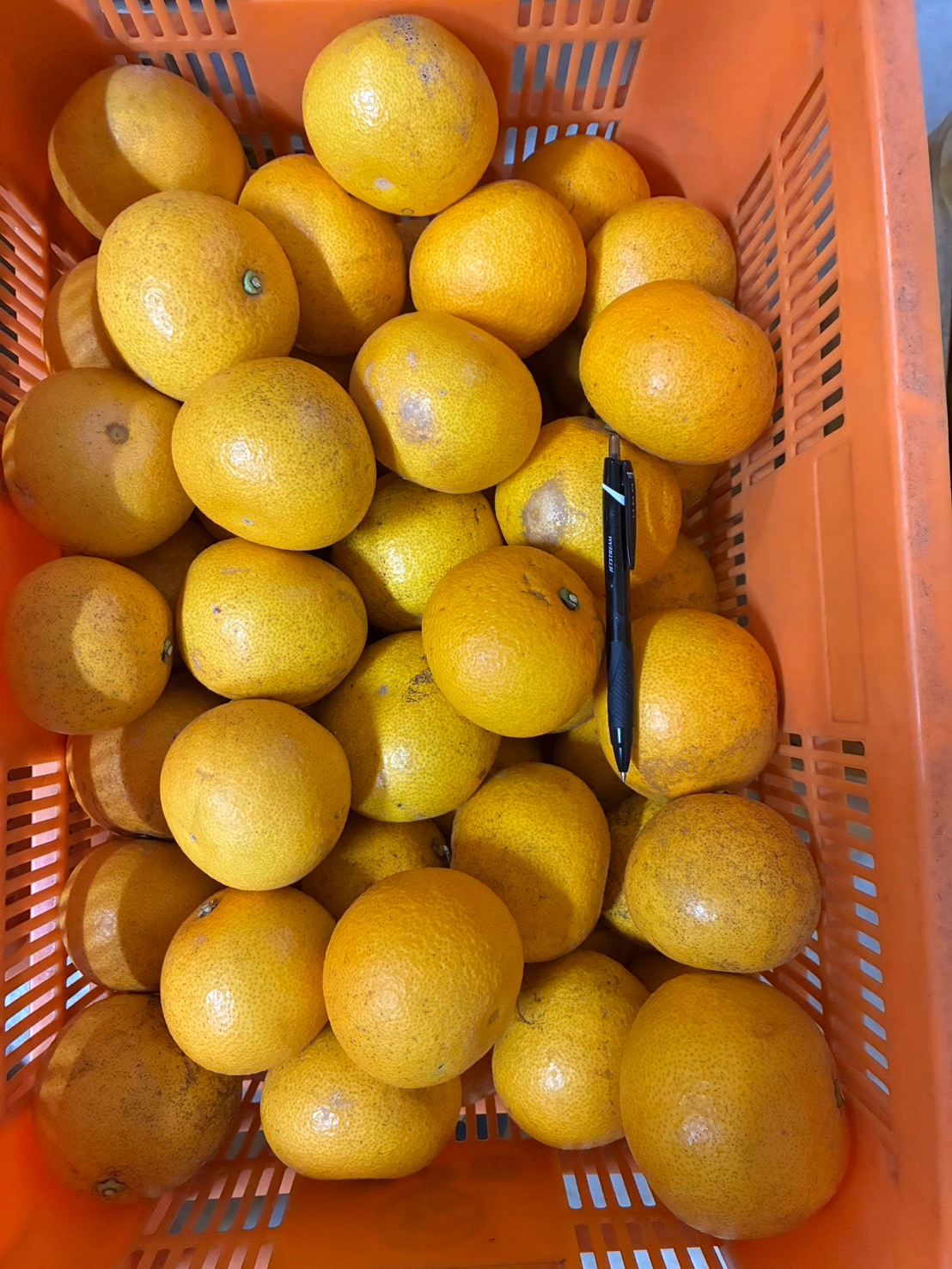 高ポイント還元｜広島県産｜はっさく15kg｜産地直送｜訳あり