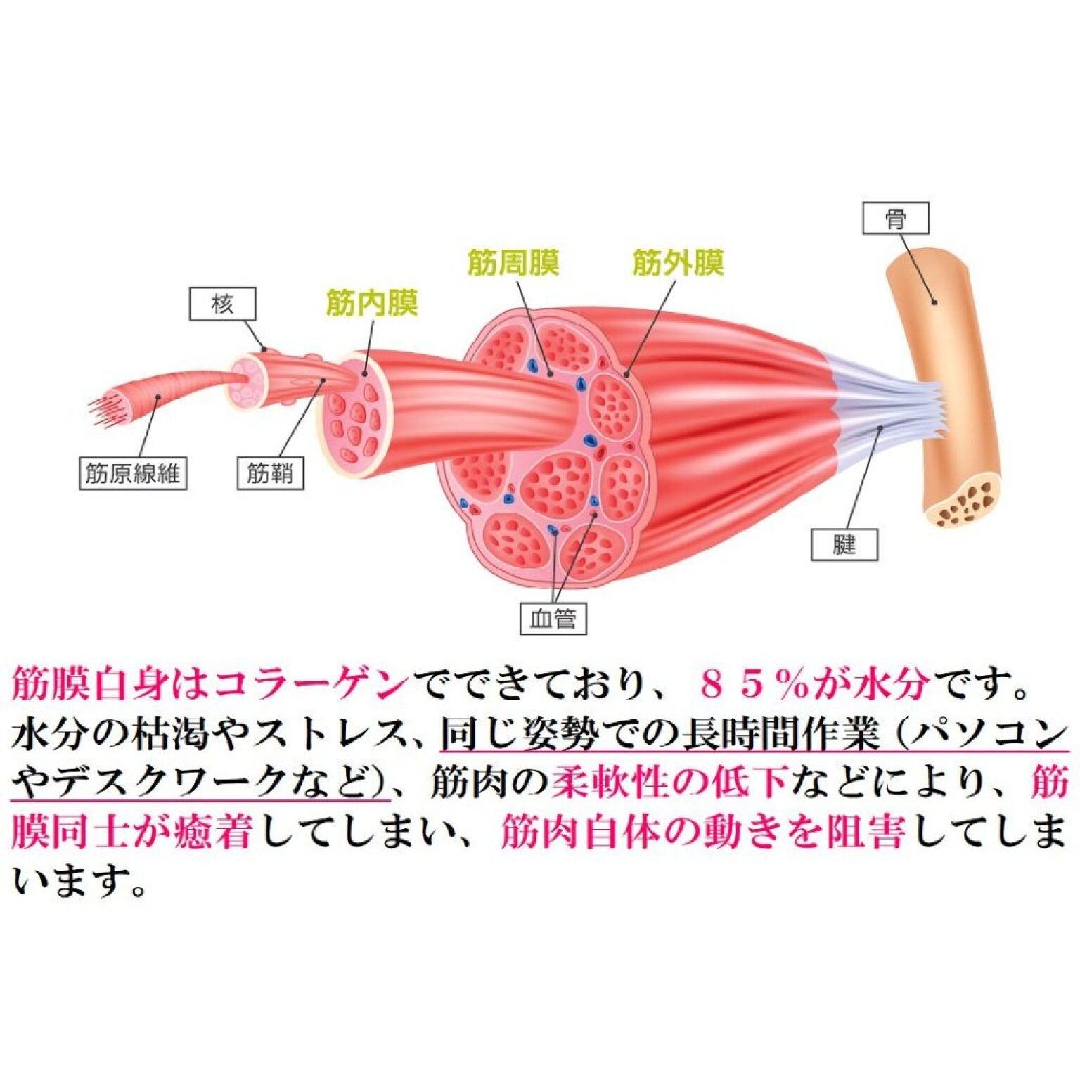 筋膜リリース整体　40分コース