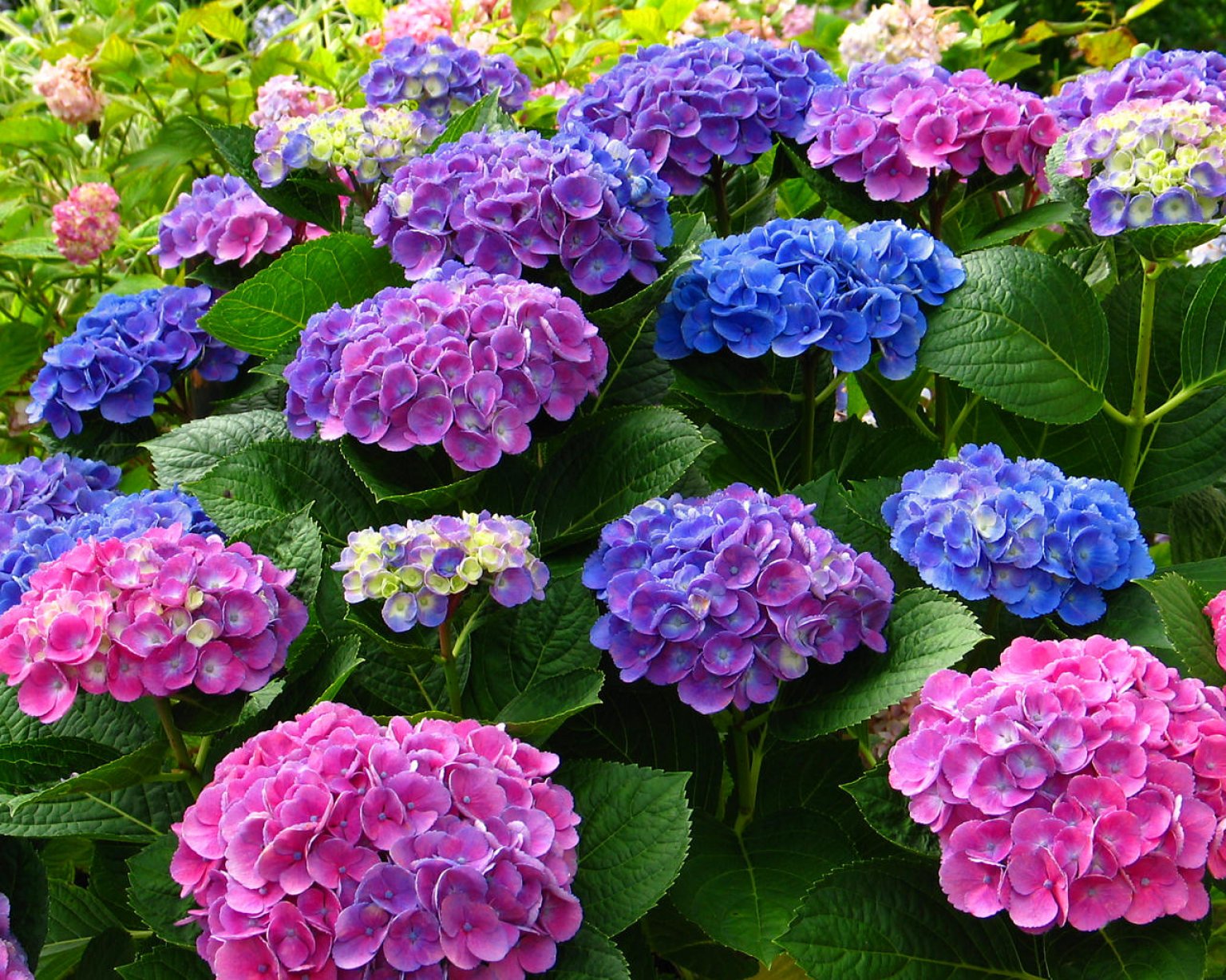 【オンライン開催】6月12日(木) 10:30～ Rawあじさいタルト