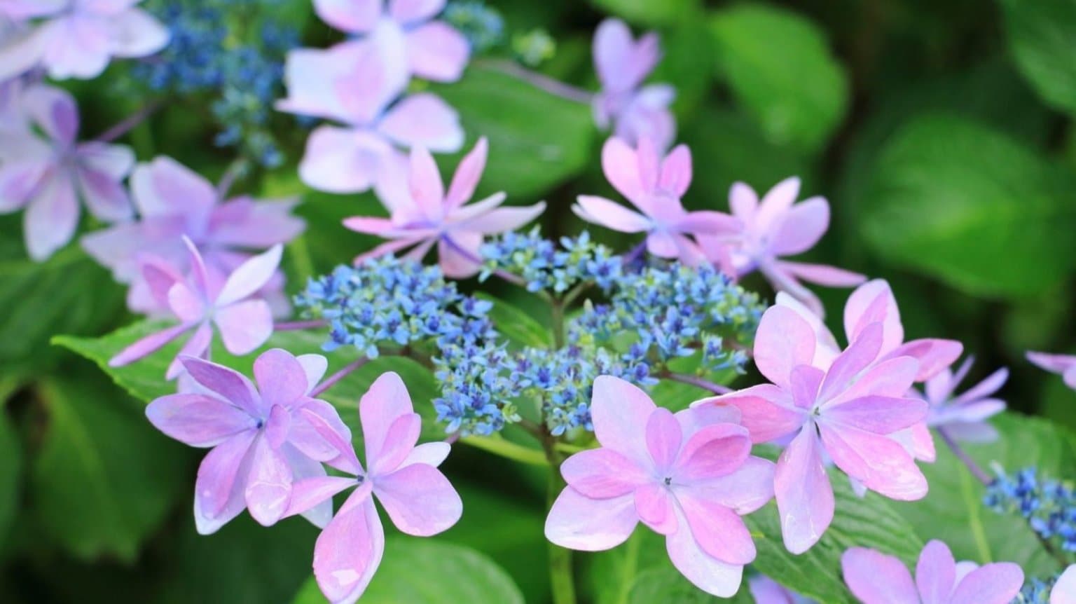 【オンライン開催】6月12日(木) 10:30～ Rawあじさいタルト