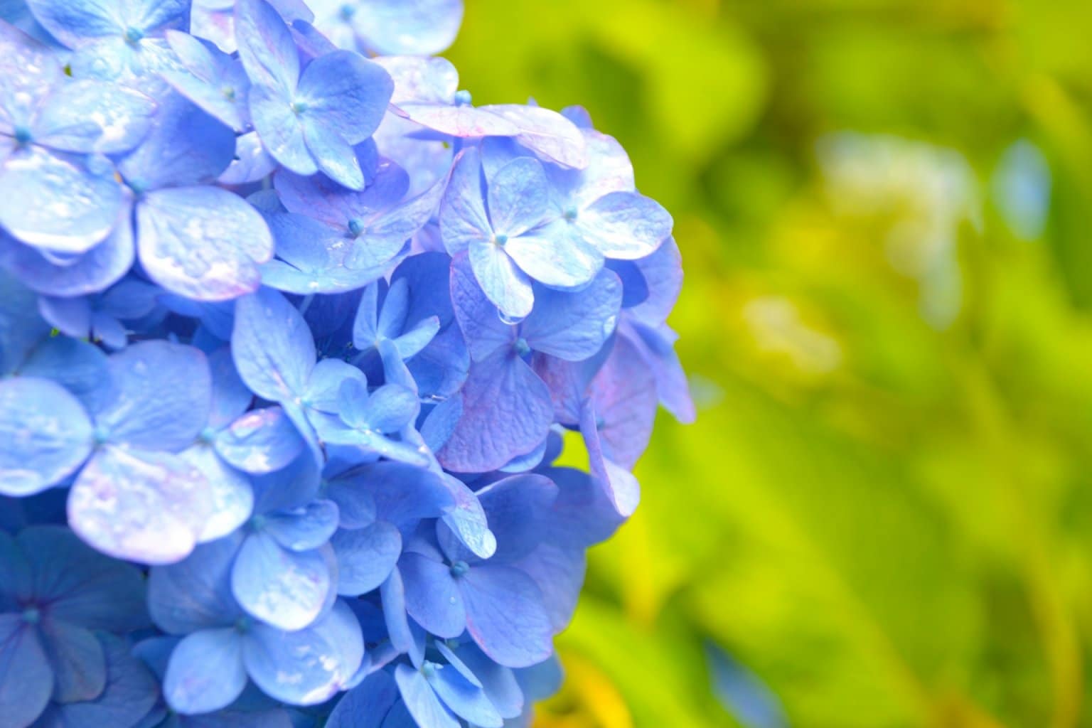 【オンライン開催】6月12日(木) 10:30～ Rawあじさいタルト