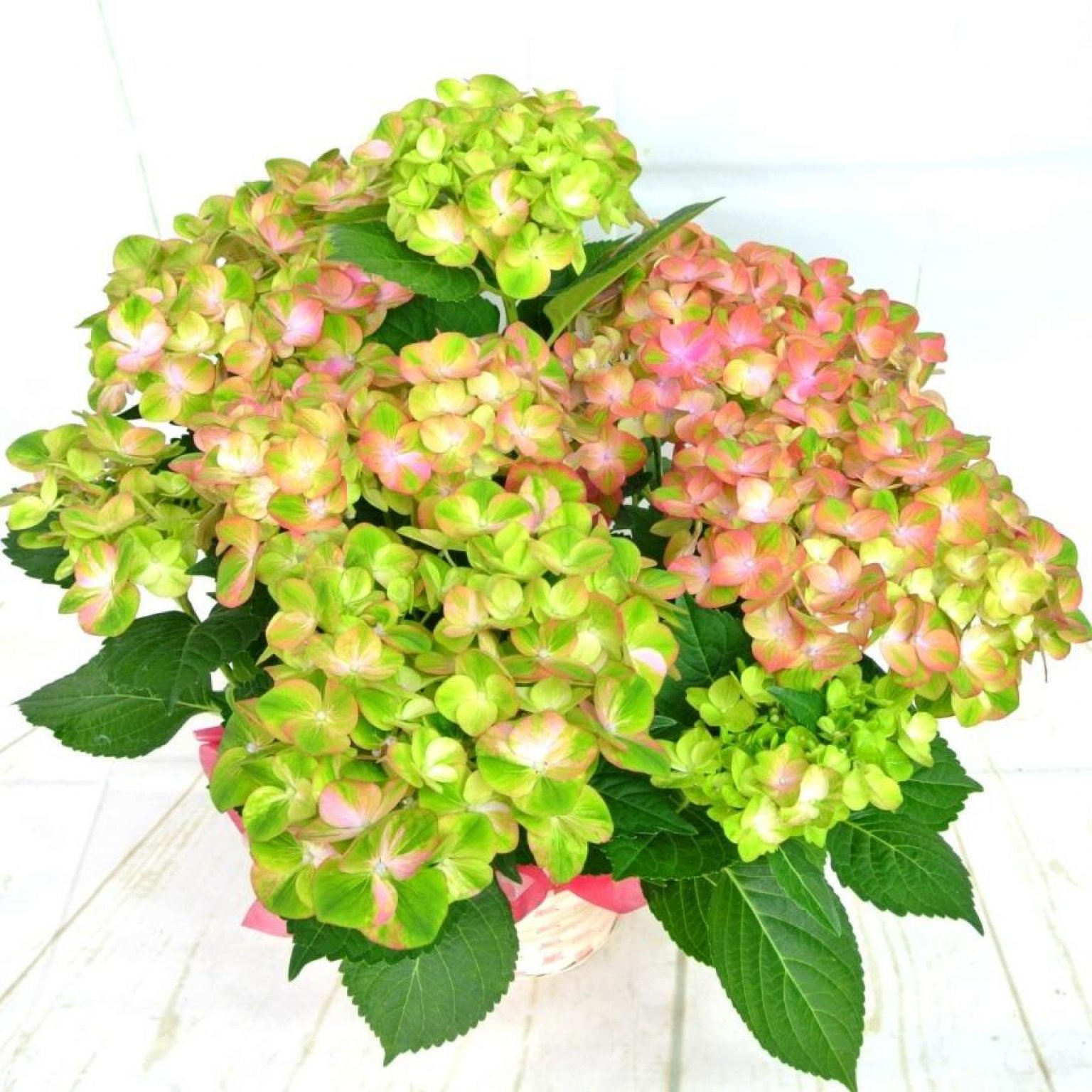 【オンライン開催】6月12日(木) 10:30～ Rawあじさいタルト