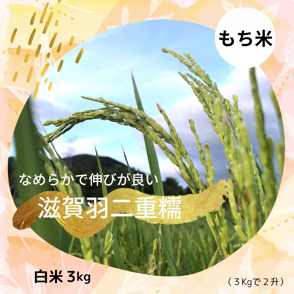 滋賀羽二重糯米　白米３Kg (２升）徳島県産無農薬/無施肥　手植え手刈り天日干し