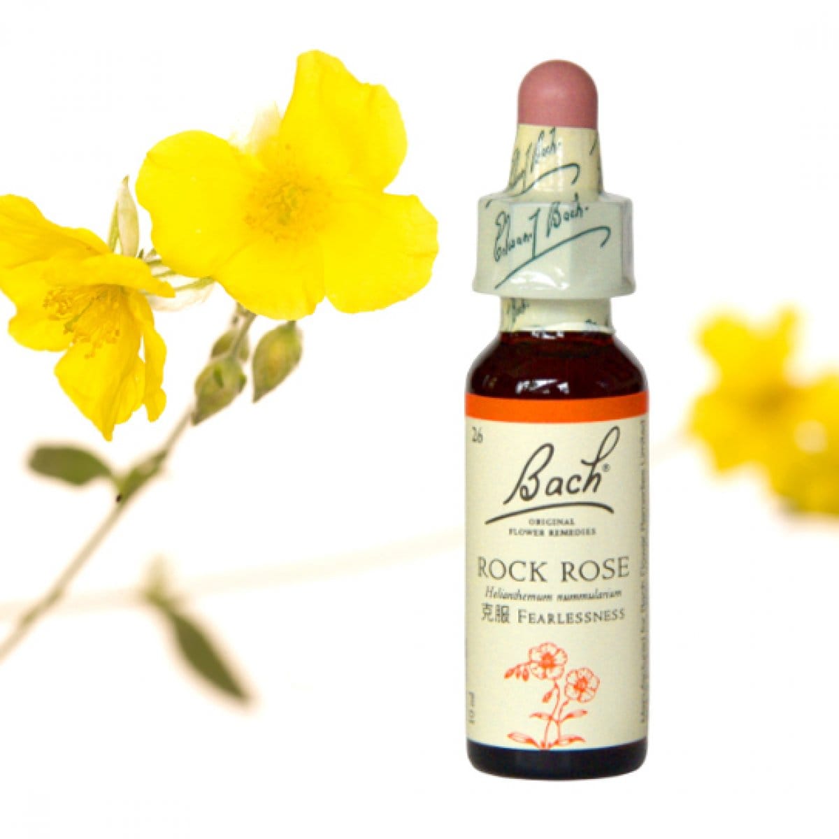 【恐怖】ロックローズ[Rock Rose]