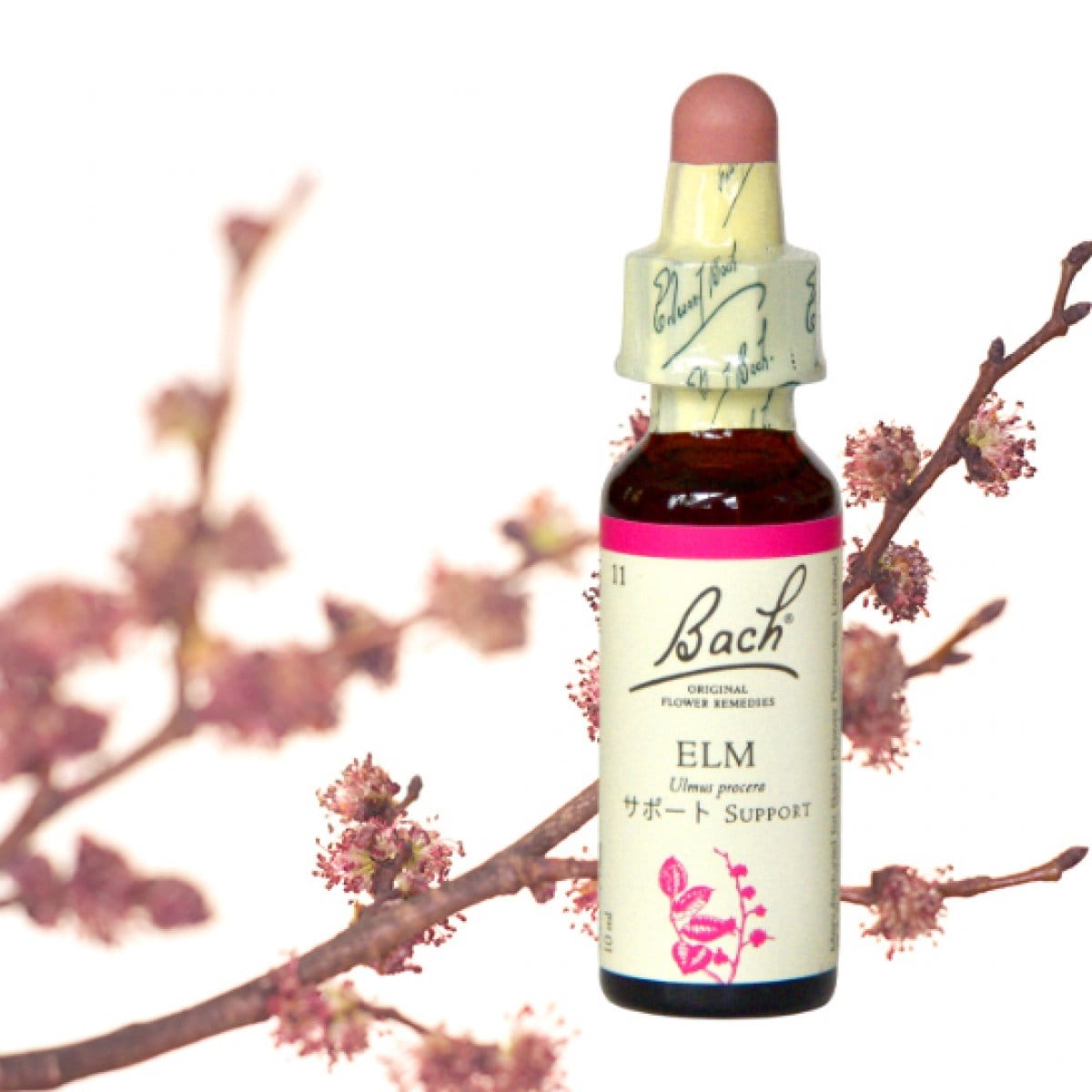 【自信】エルムl[Elm]