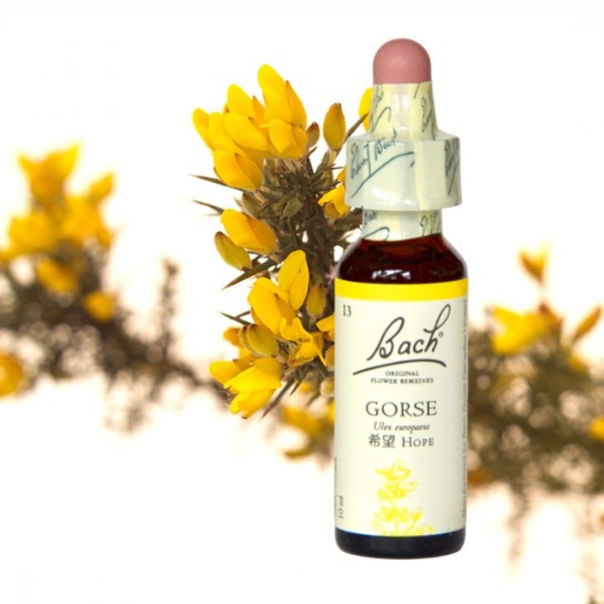 【希望】ゴース[Gorse]