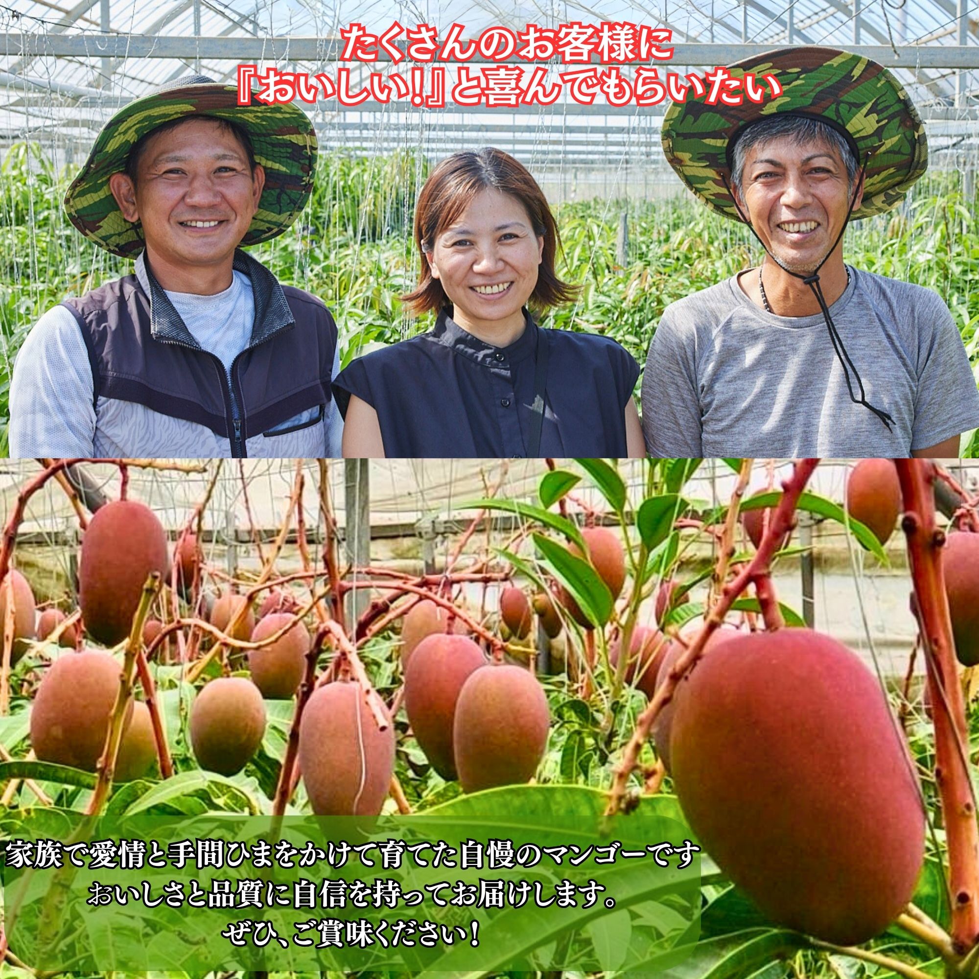 特選】ツクツク限定!！ 宮古島マンゴー1kg(2玉限定) (7月初旬頃から