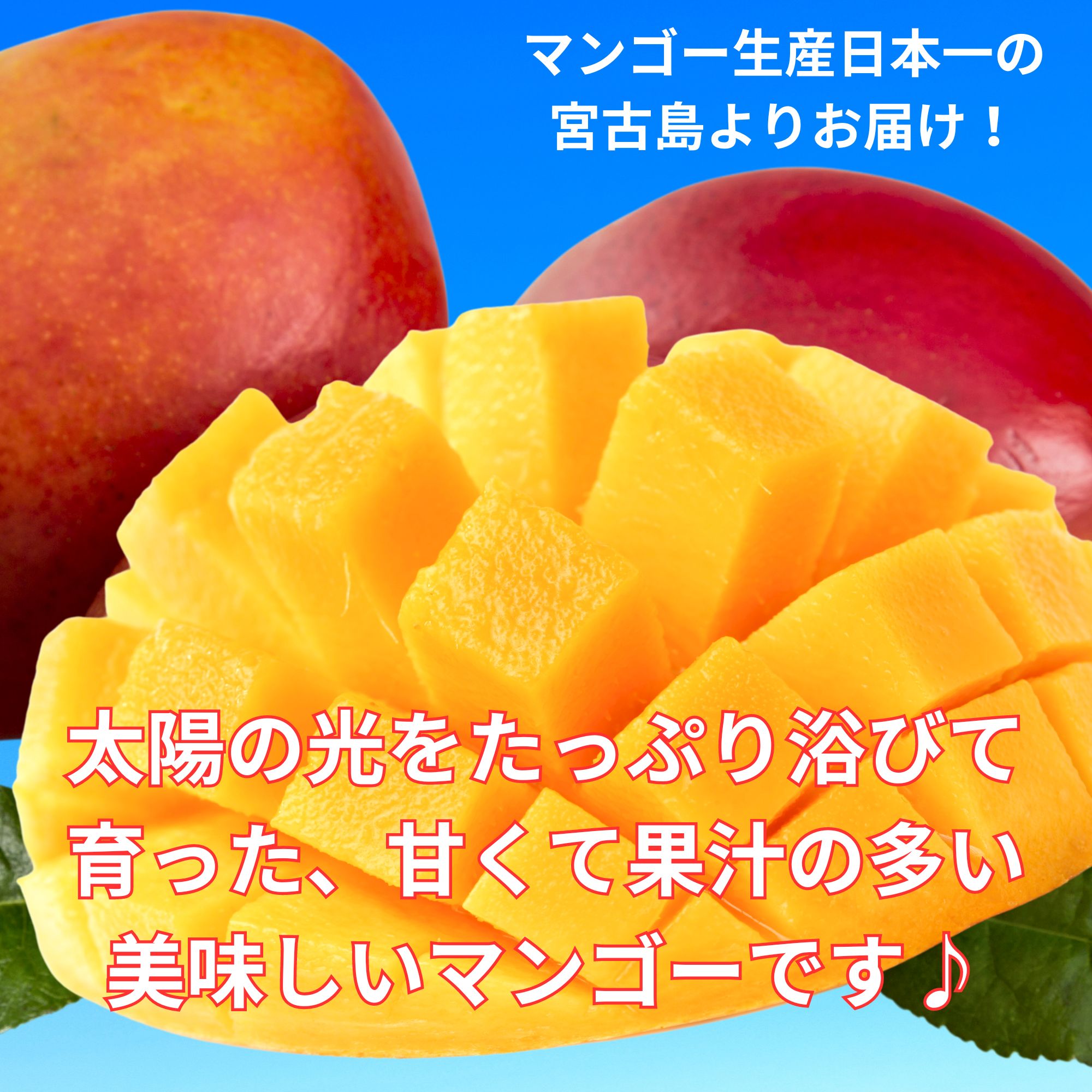 特選】ツクツク限定!！ 宮古島マンゴー1kg(2玉限定) (7月初旬頃から