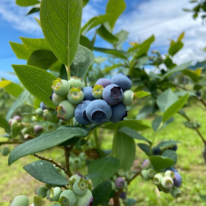 完熟冷凍ブルーベリー/2L/16ミリ〜/500g