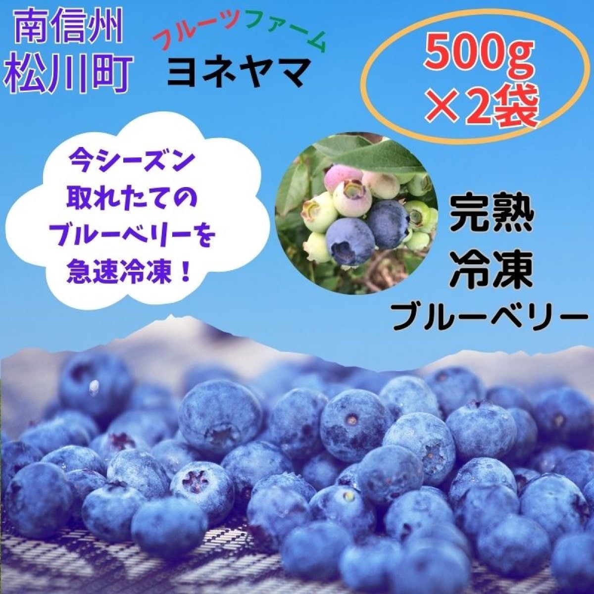 完熟冷凍ブルーベリー/２L/16ミリ〜/500g×２袋入