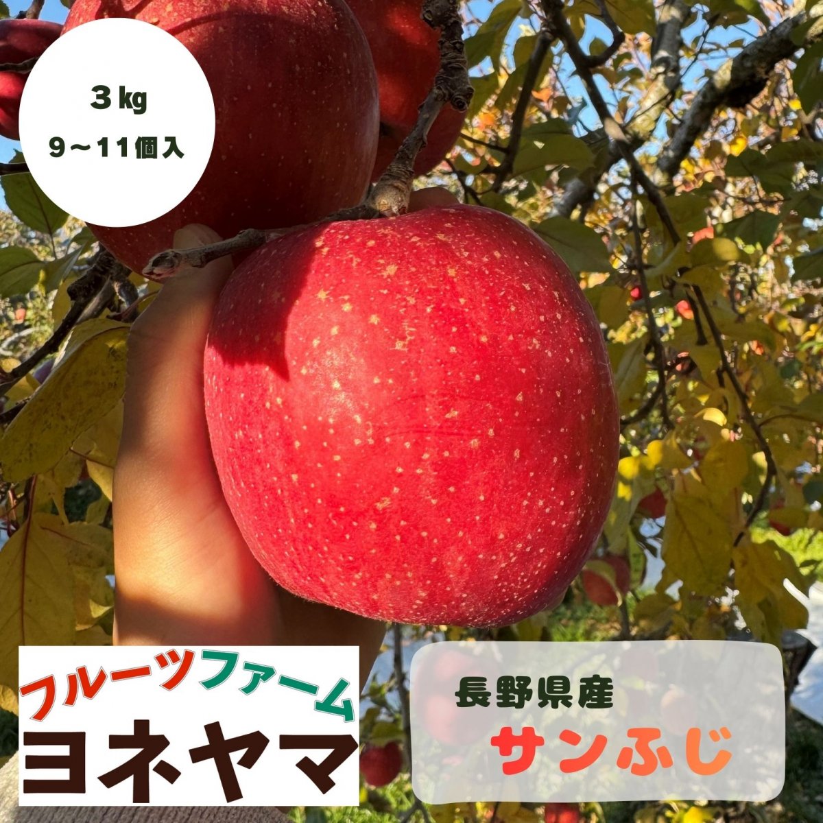 サンふじ3㎏/9〜11個/3㎏箱