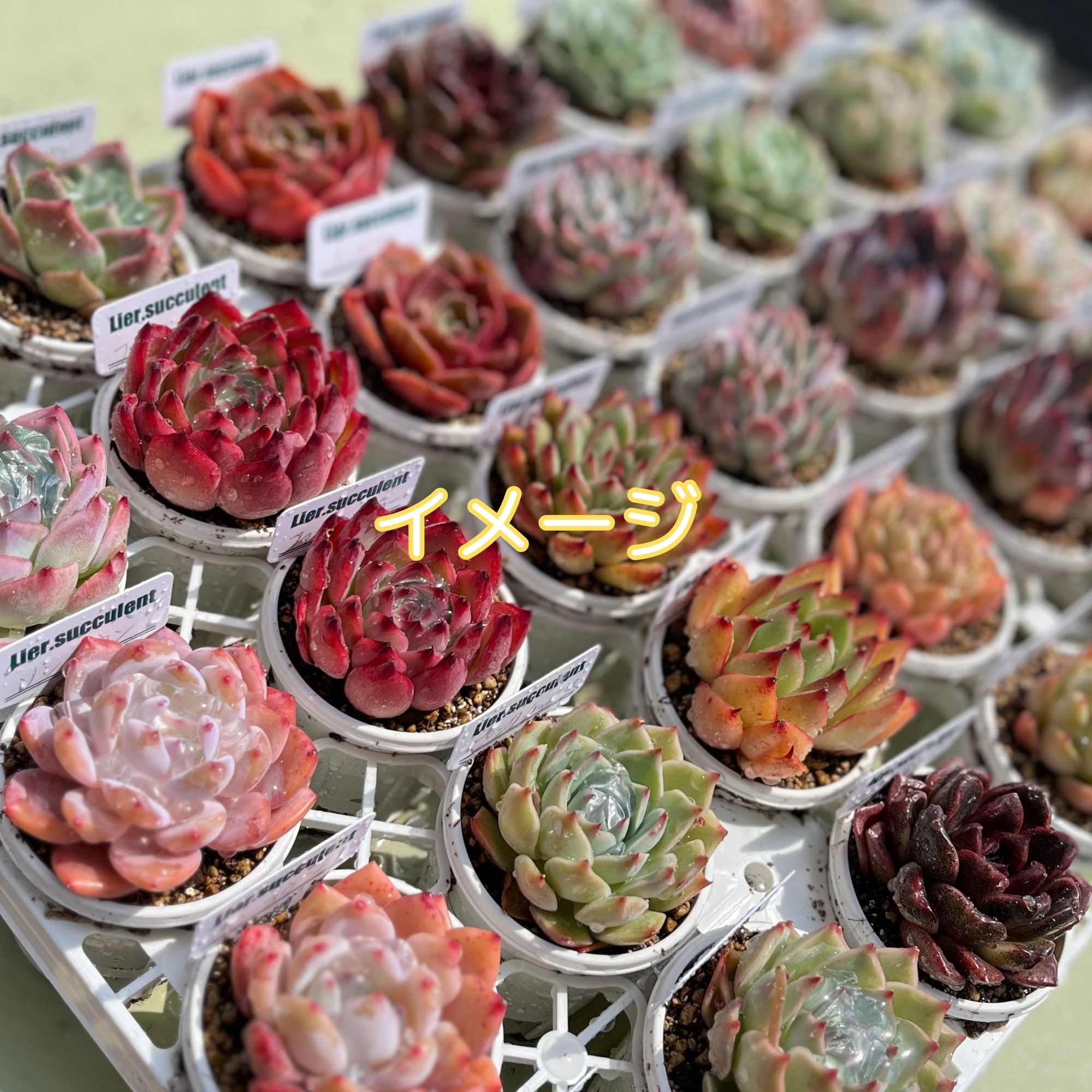 大☆リエールオリジナル土・トレー・必殺鉢セット｜多肉植物が大好きな