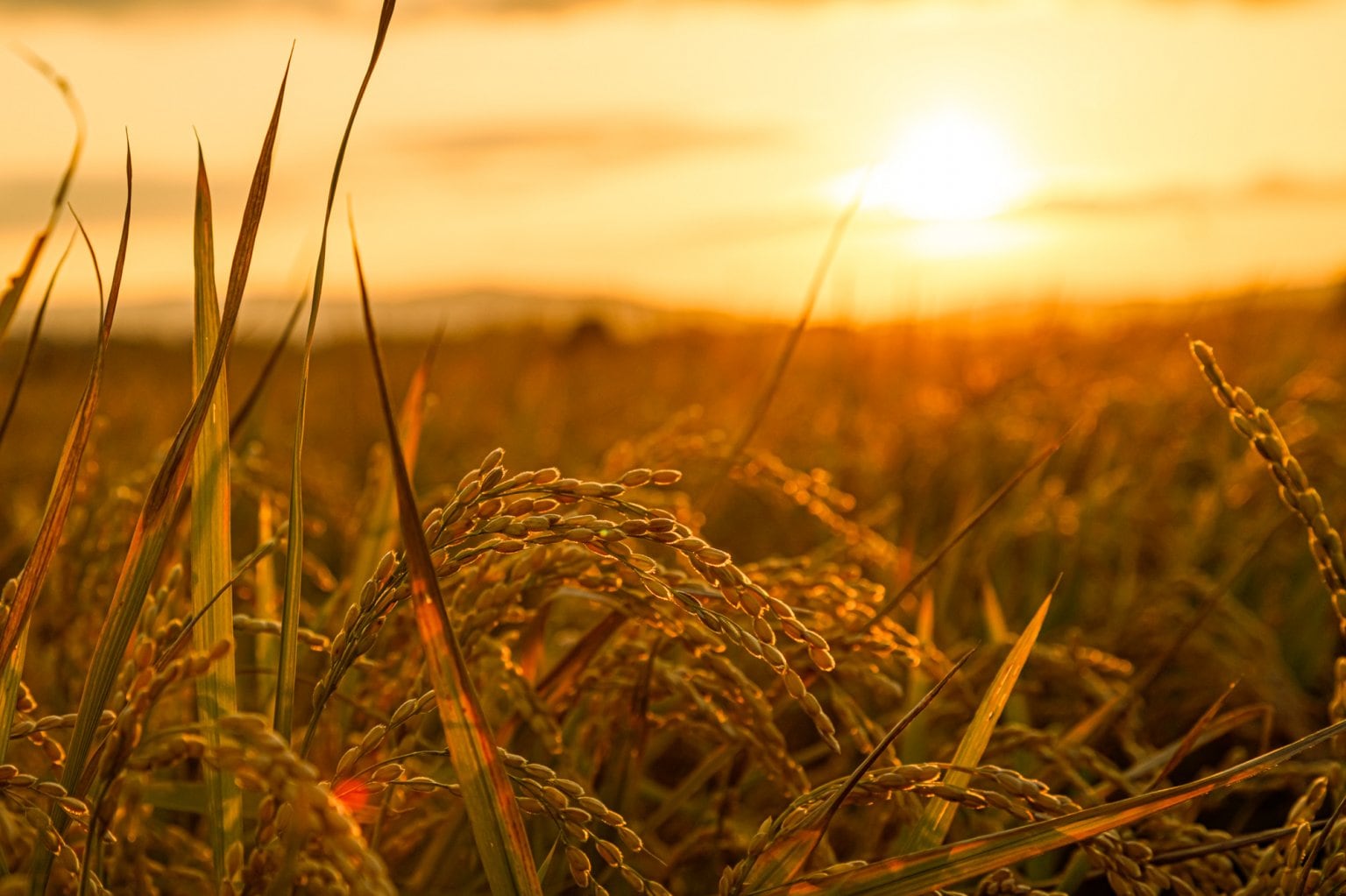 《アーカイブチケット》『森の恵みプロジェクトvol.4』【みやもとお米の会】〜圃場見学編〜 