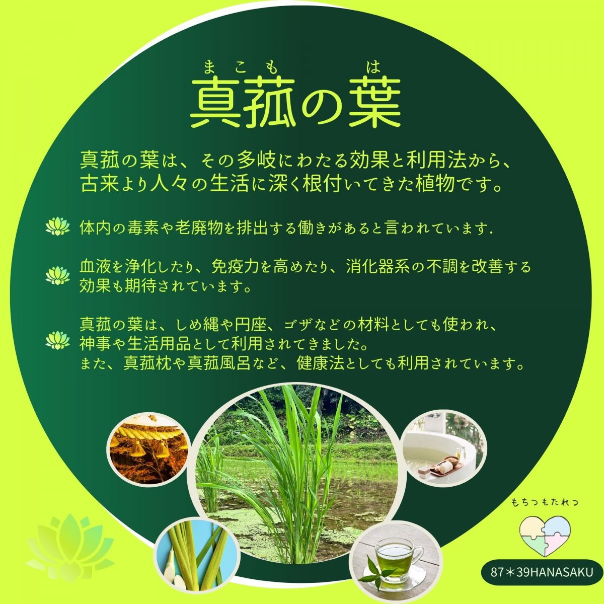 【おきなわドライブマップ対象商品】【真菰(まこも)の葉】石垣島の大自然で育まれた生命力豊かな真菰（マコモ）の葉 (10g)