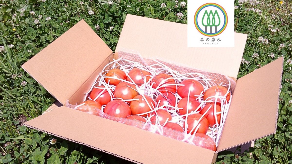 大玉桃太郎トマト約3.5㎏ (栽培期間中化学農薬化学肥料不使用)