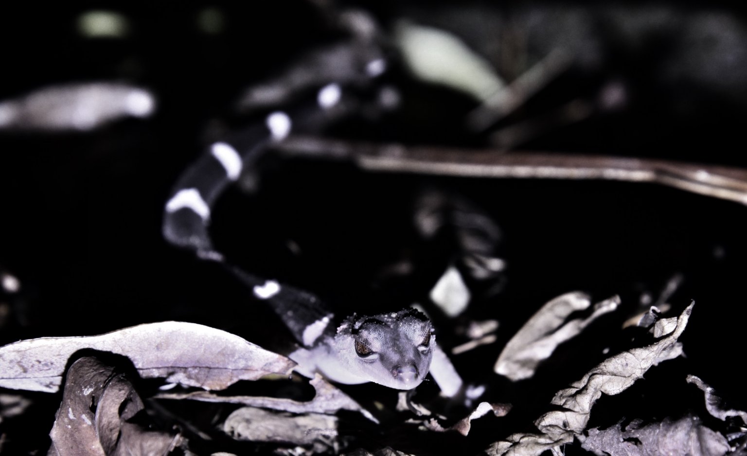 ドキドキワクワク　ナイトサイクルサファリツアー